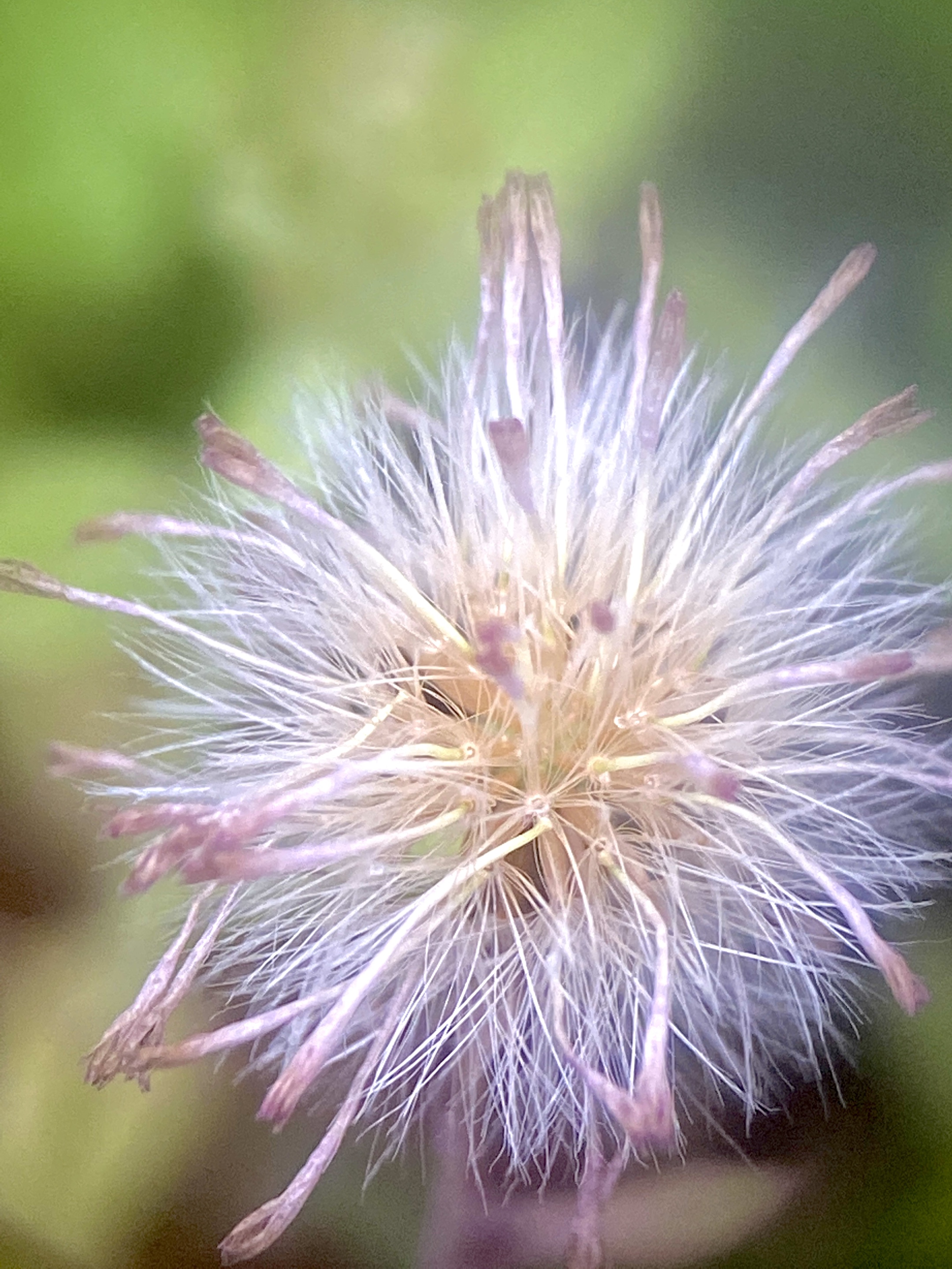 【首发】毛毛球