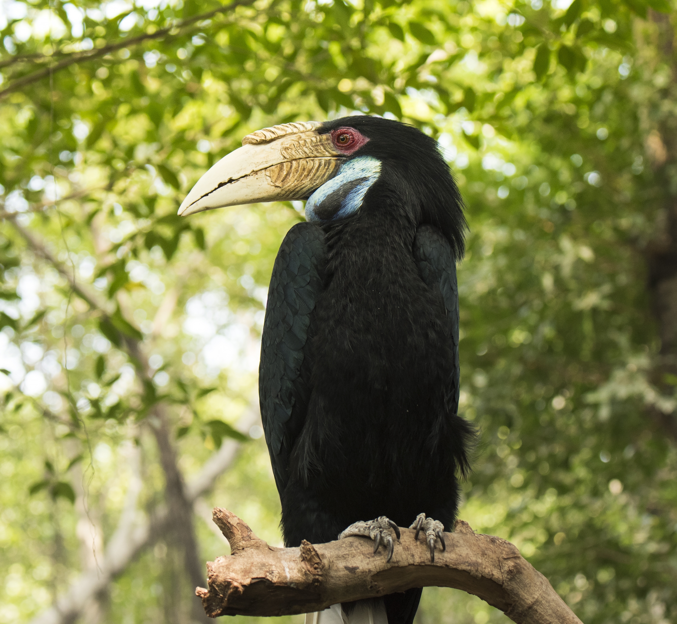 大嘴犀鸟的爱情故事首发