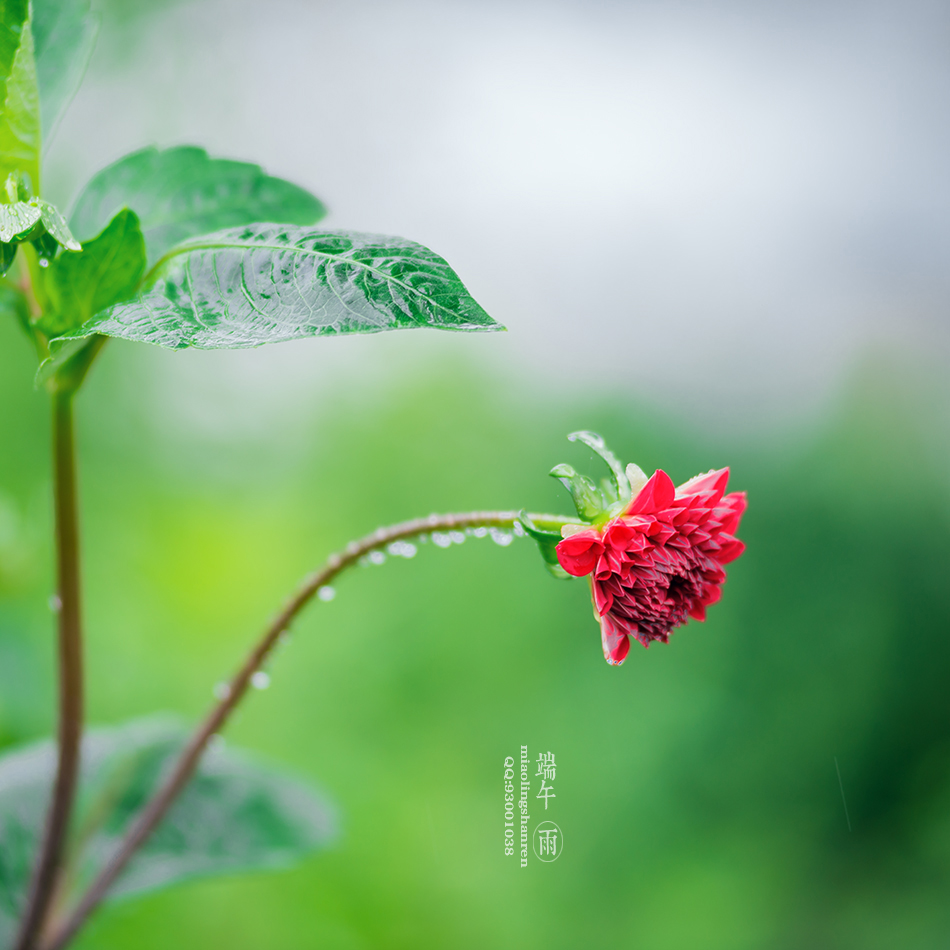 雨中漫步的唯美句子_雨中跑步的唯美句子_雨中漫步圖片唯美背影