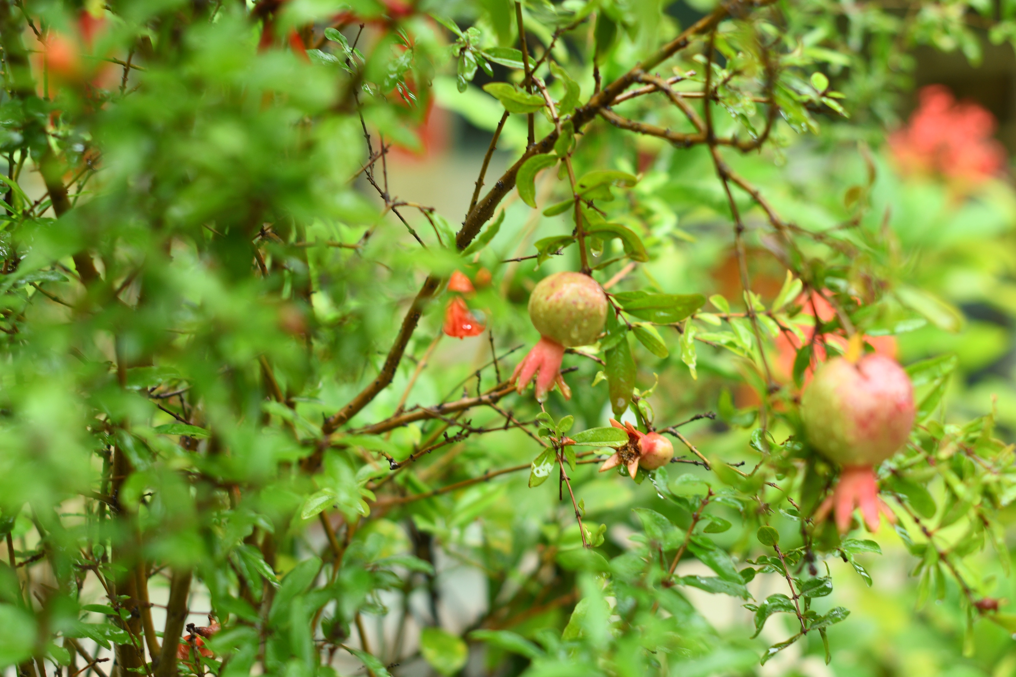 惟见石榴新蕊,一枝开. 冰簟堆云髻,金尊滟玉醅. 绿