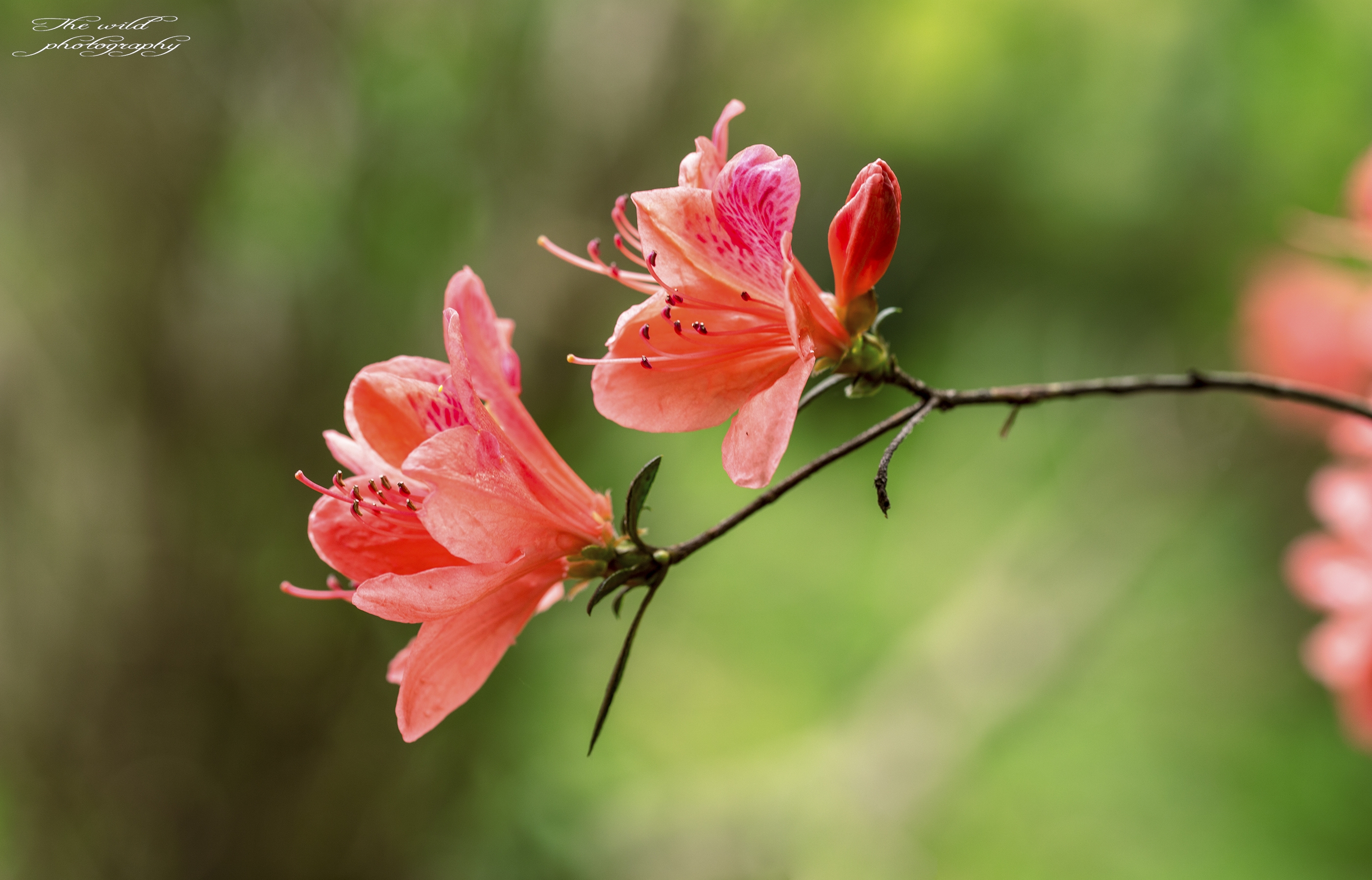 杜鹃花