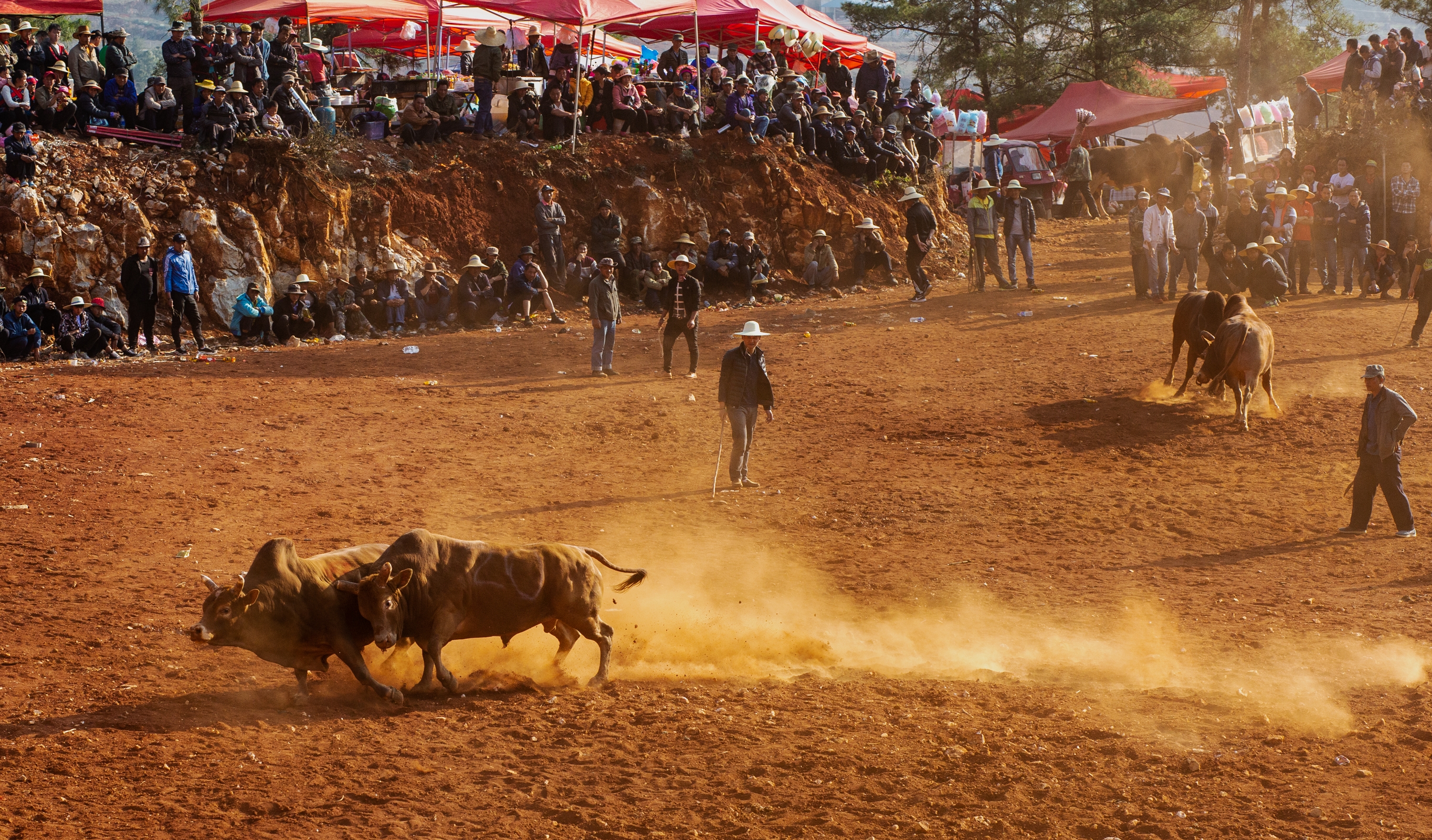 观看彝族撒尼族传统(斗牛)赛和大三弦的娱乐活动