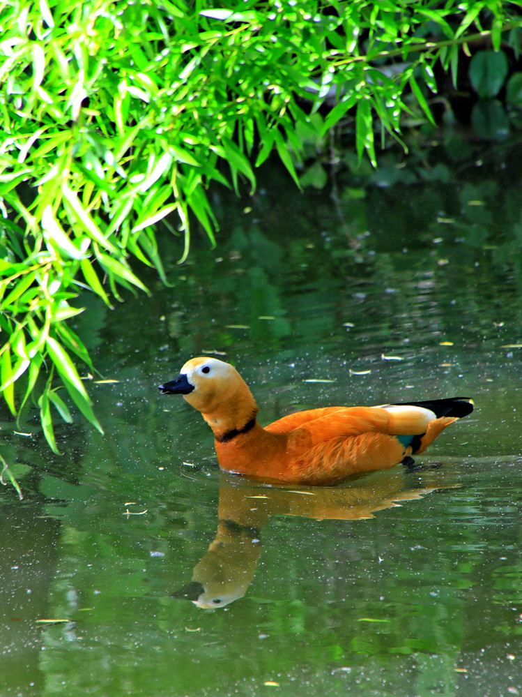 【首发】金鸭登莲觅伴侣(6)