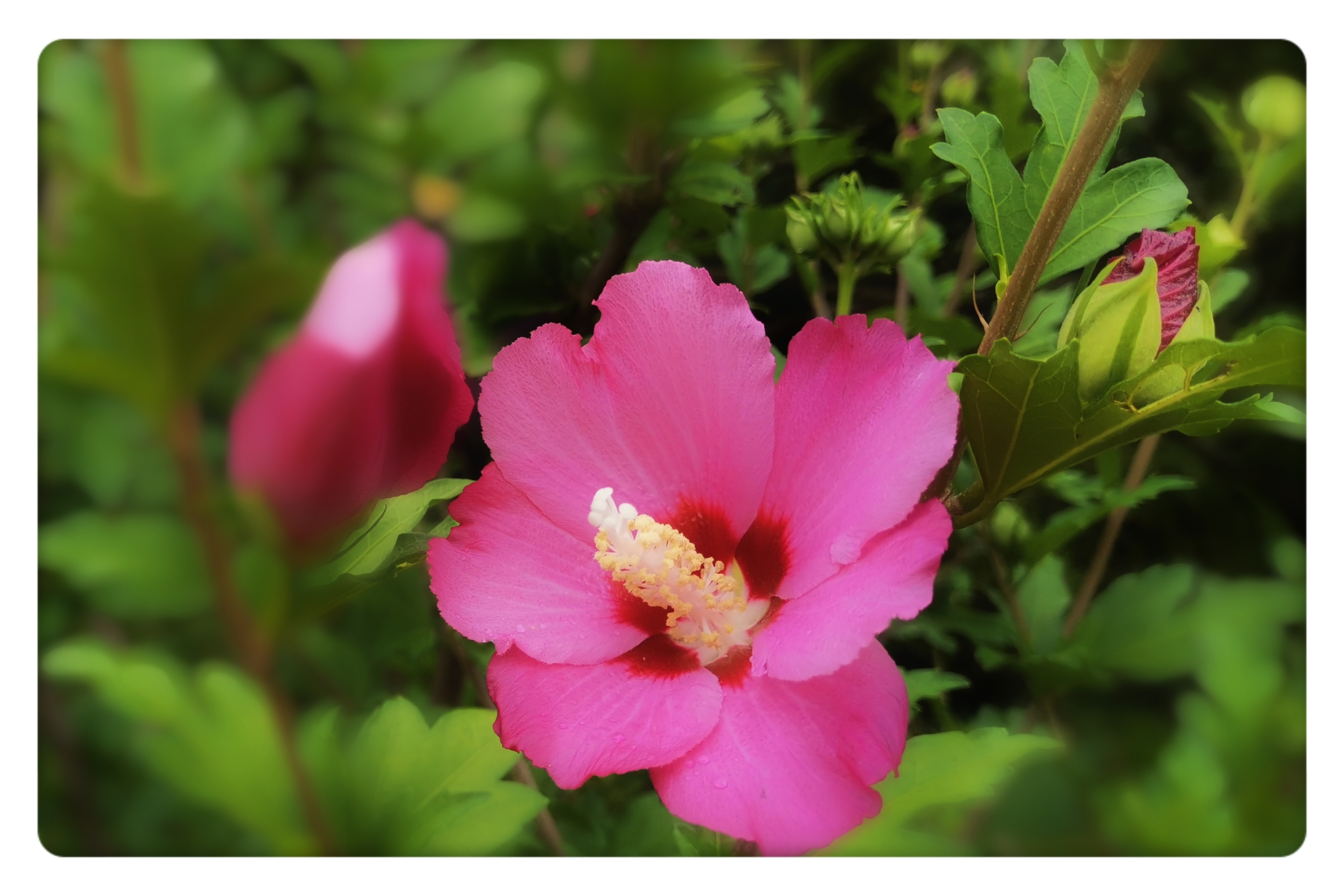 盛夏花开娇艳的木槿花【首发】