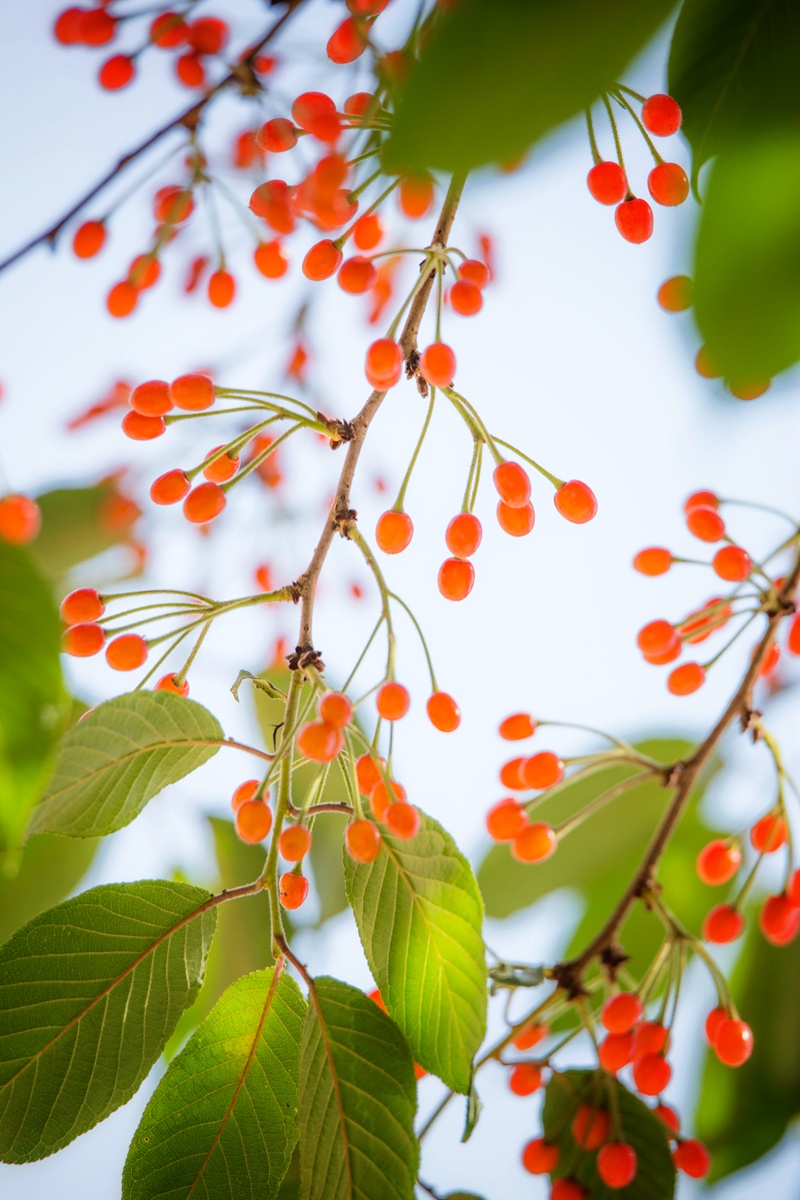 【首发】用镜头寻找美野樱桃