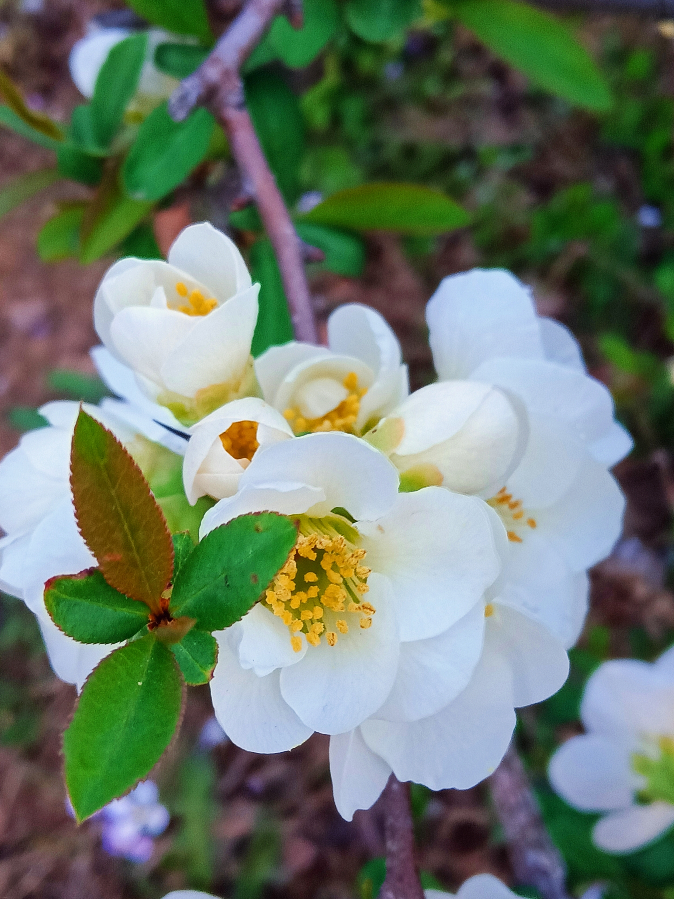 白色贴梗海棠【首发】