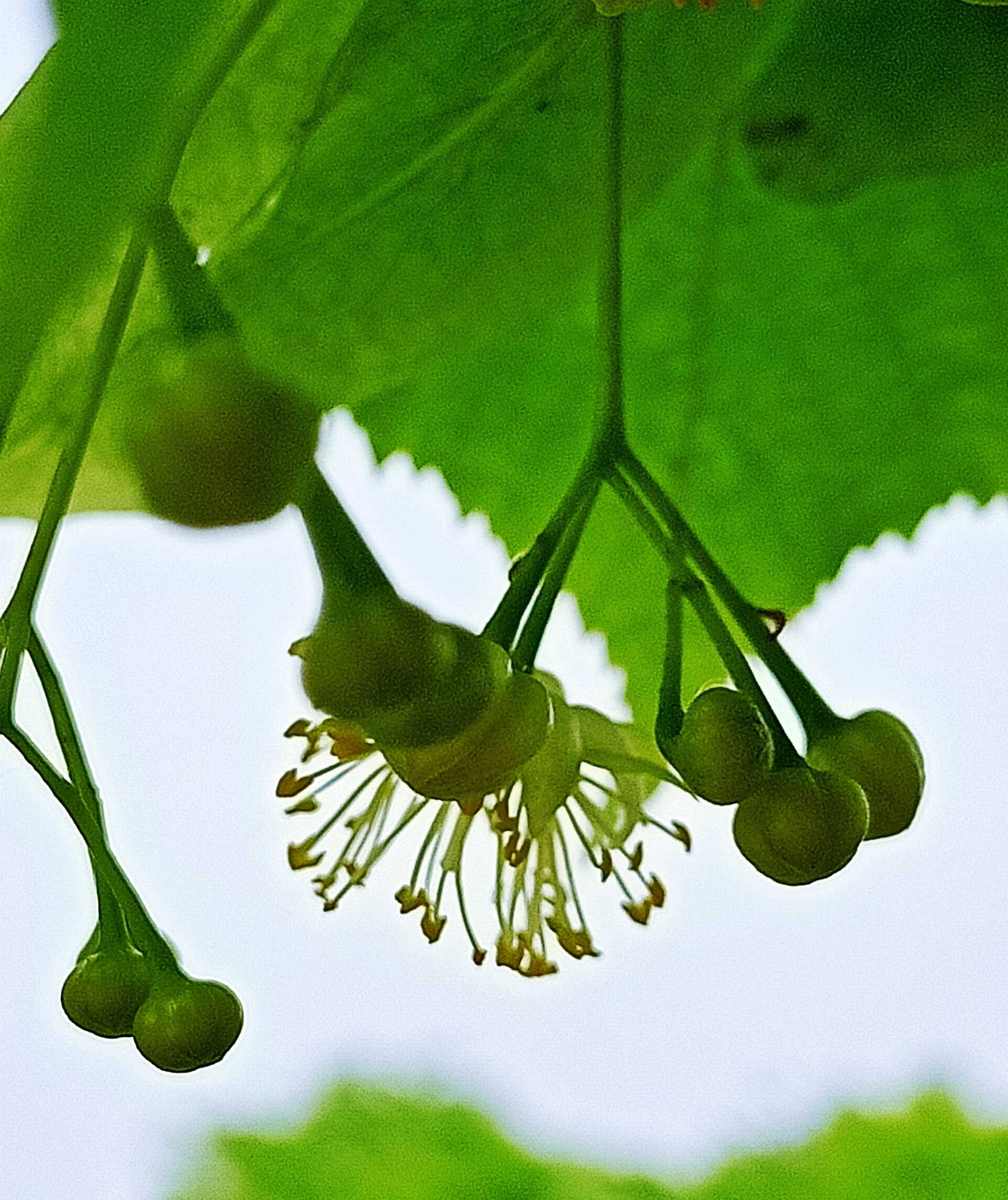 紫椴花【首发】