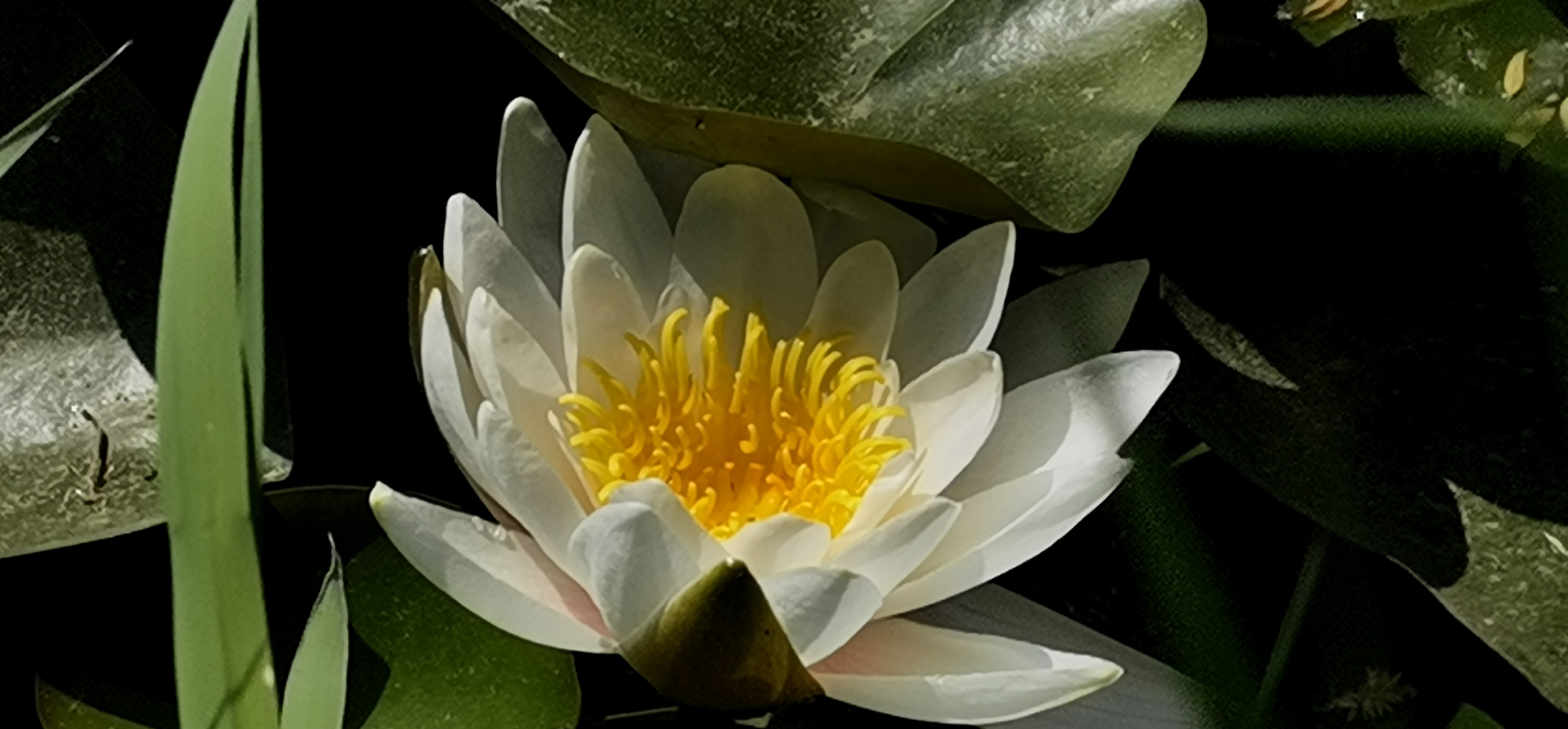 圣洁的莲花(首发)