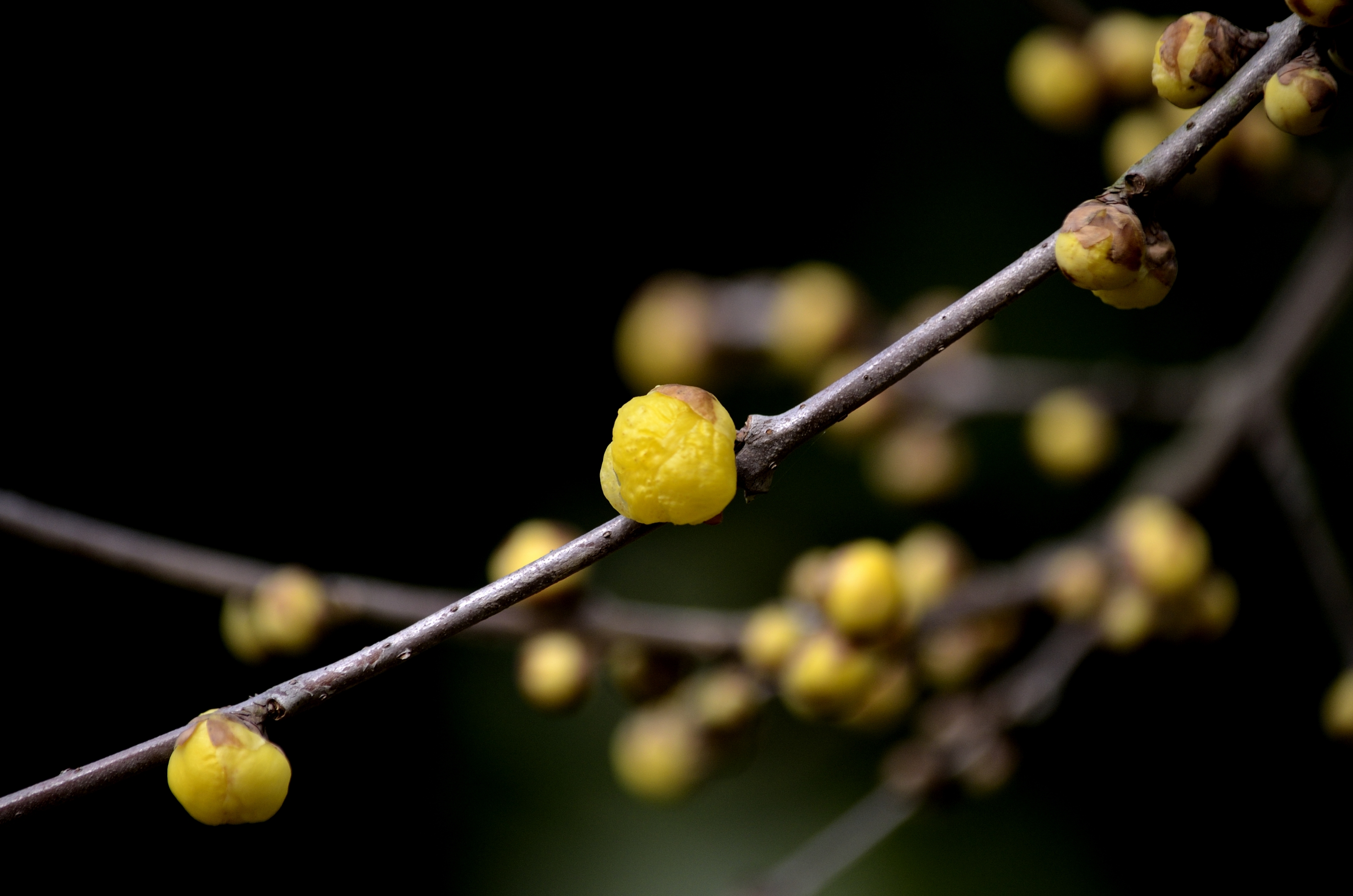 含苞待放的腊梅(首发)