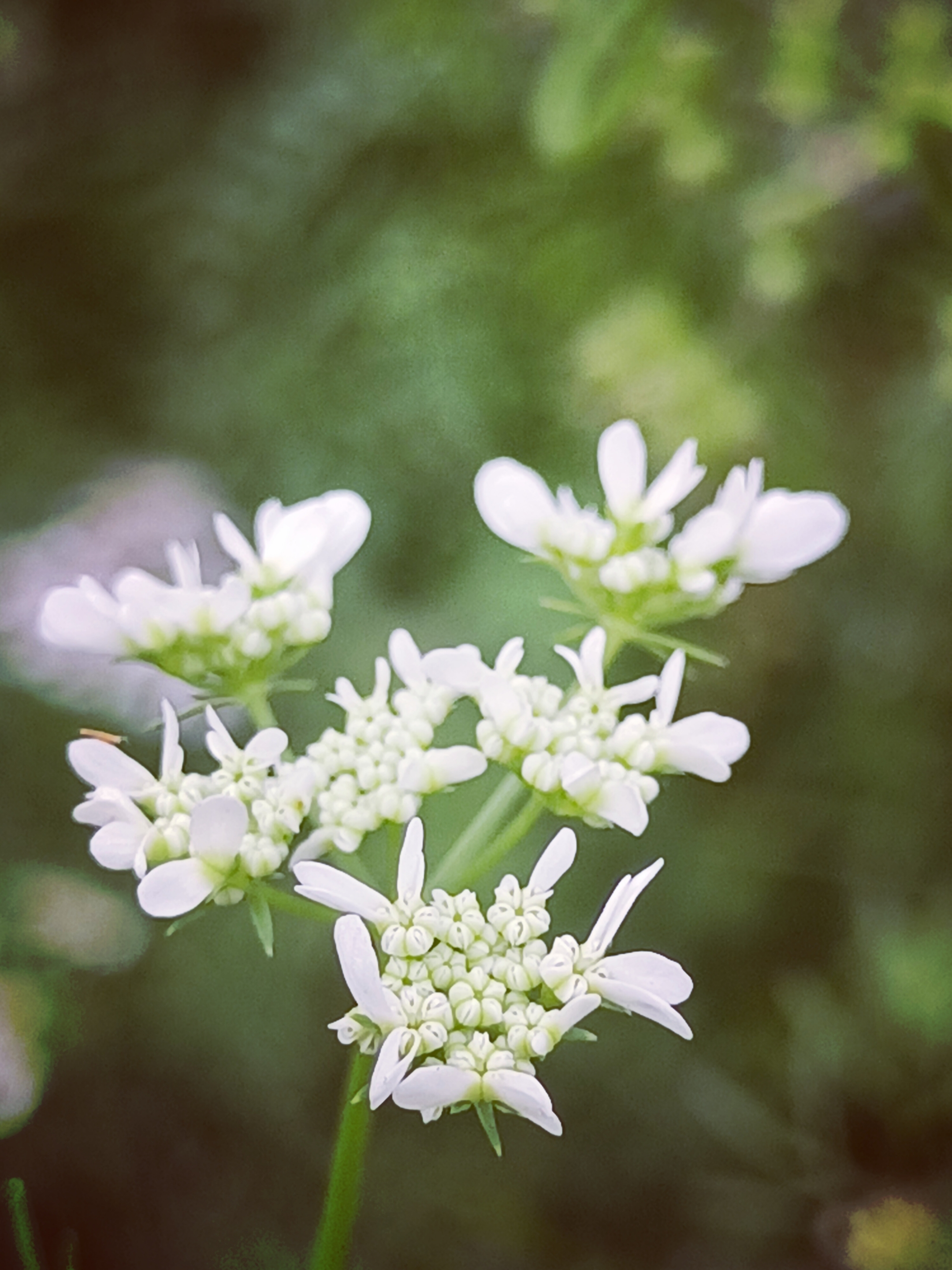 【摄影首发】芫荽