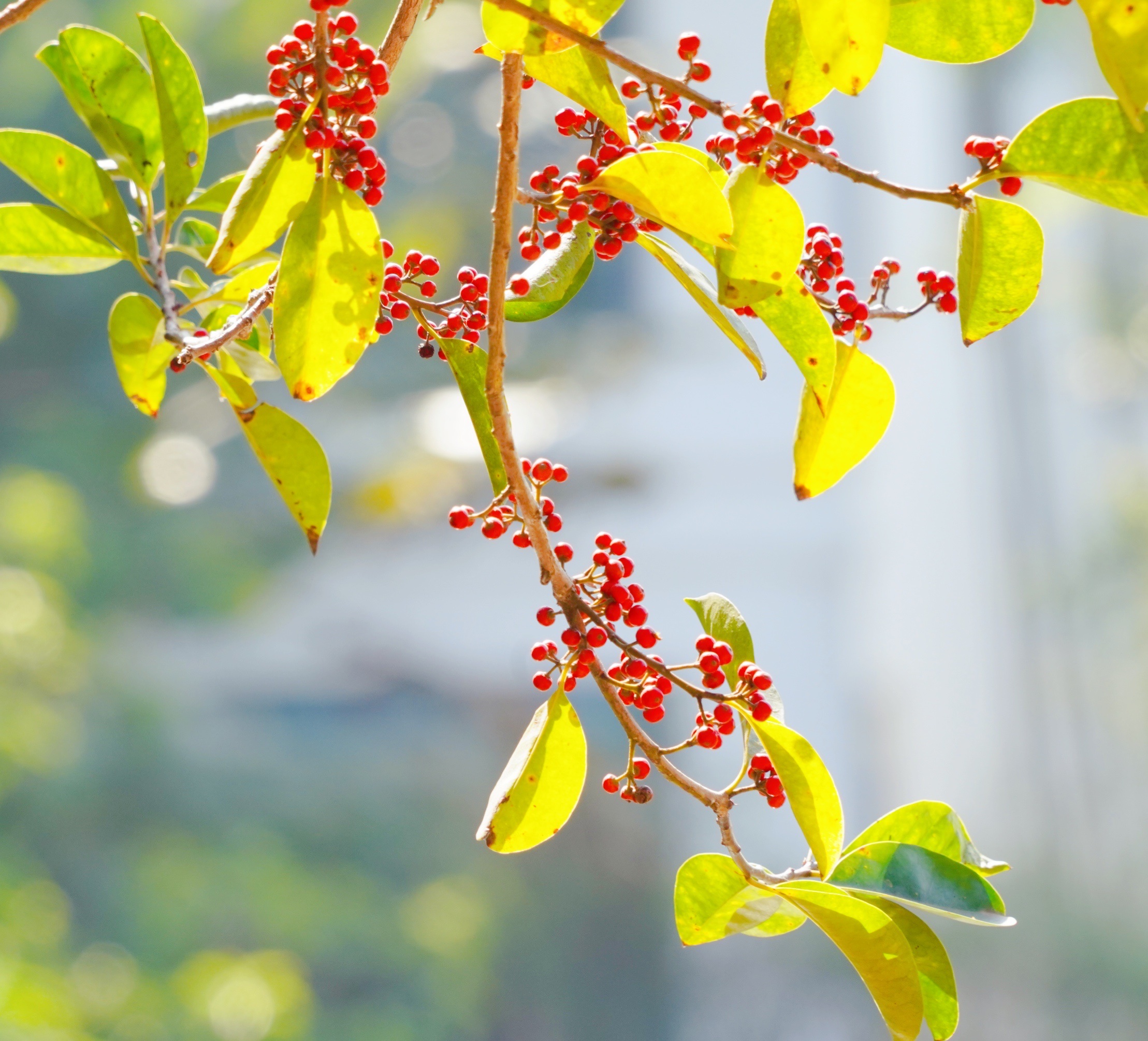 原创首发铁冬青果