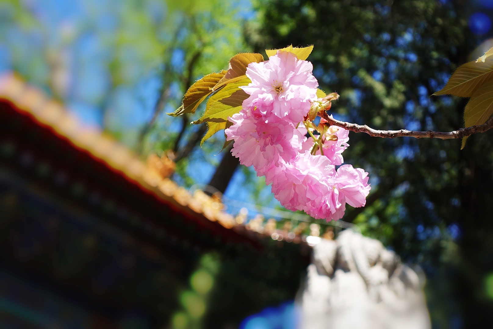 【首发】垂枝大叶早樱