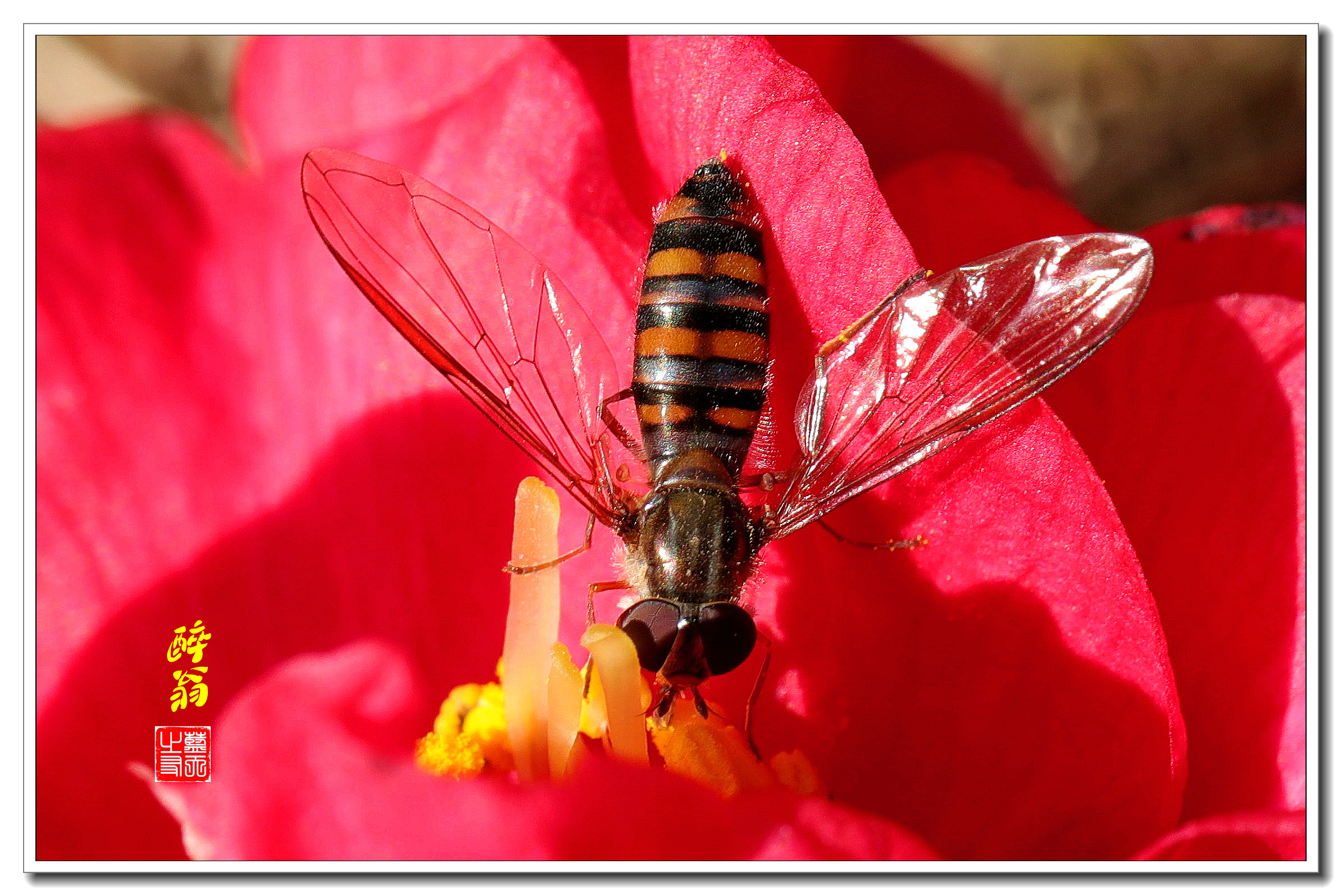 黑带食蚜蝇形态特征图片