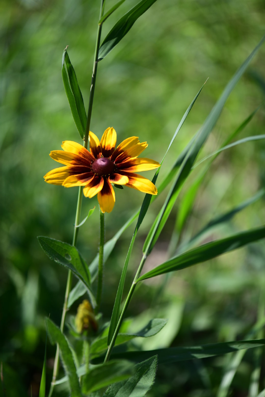 【首发】二色金光菊