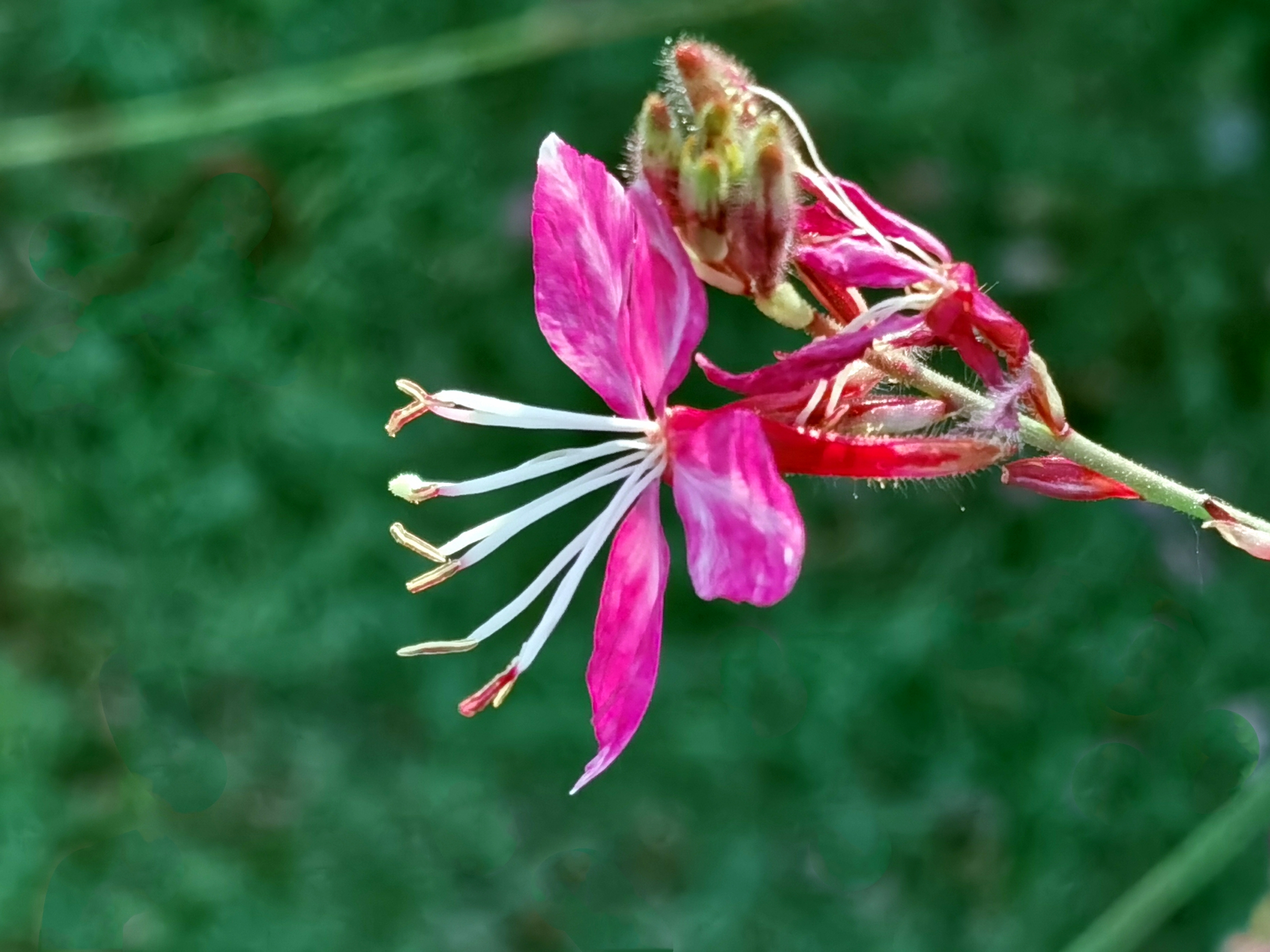 微拍千鸟花【首发】