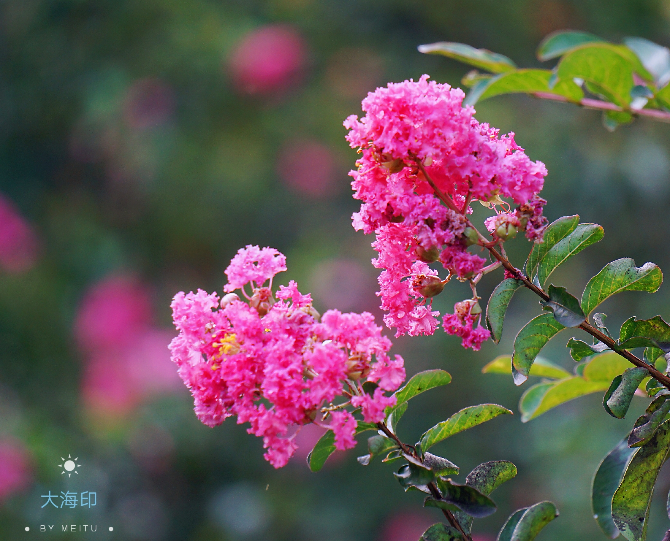 紫薇花开一抹红vv首发