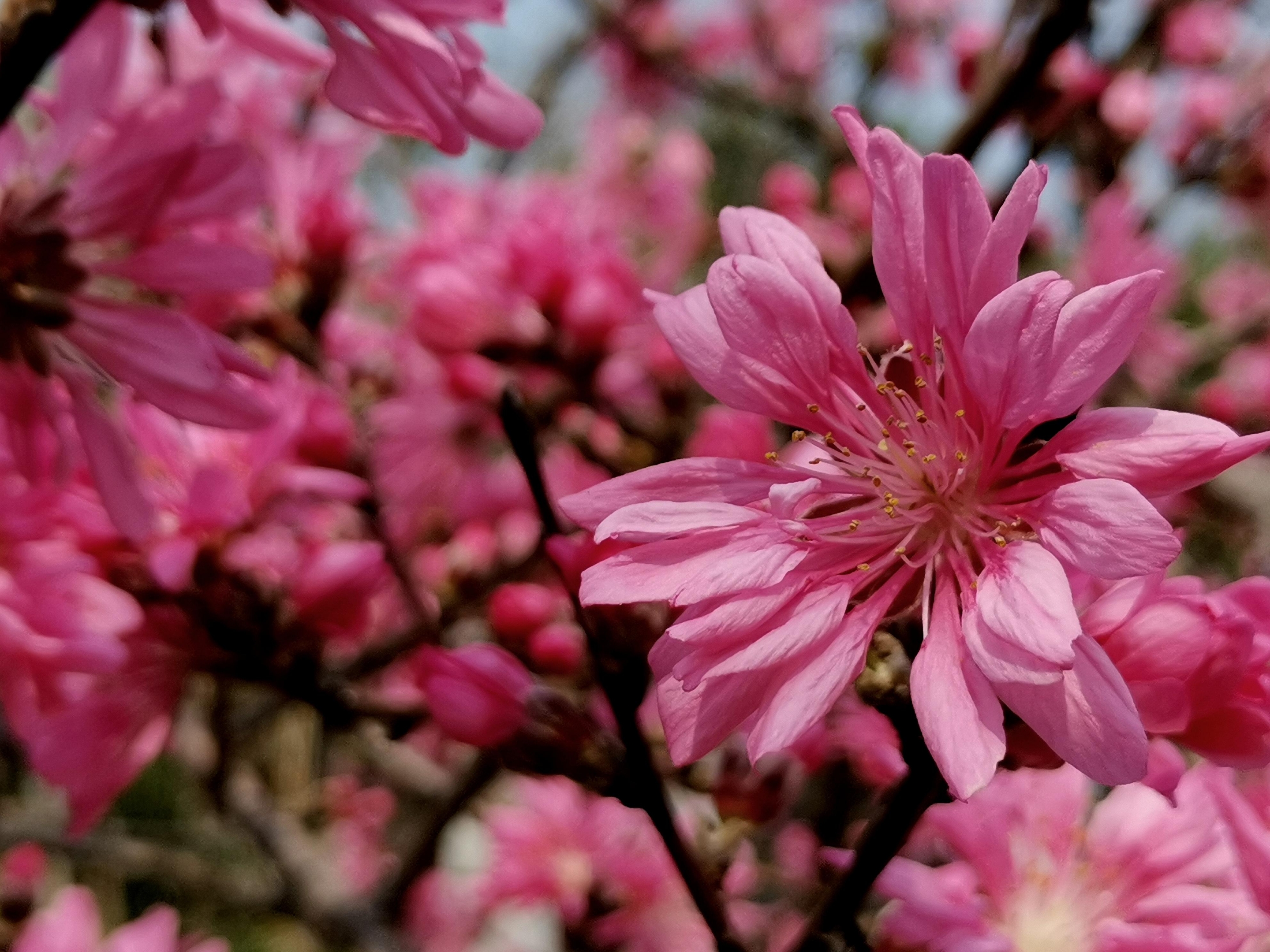 【首發】偶遇 菊花桃(隨拍 )