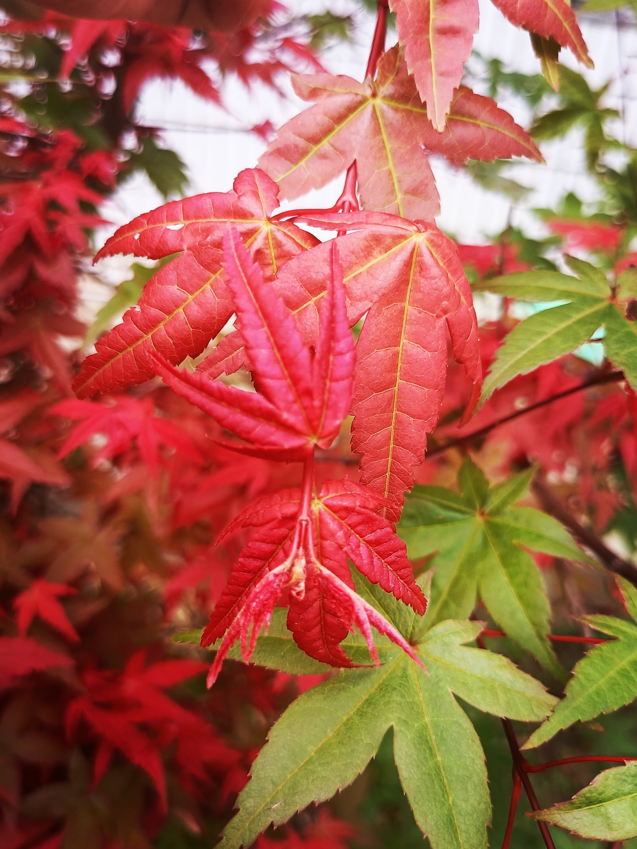 【摄影首发】红枫