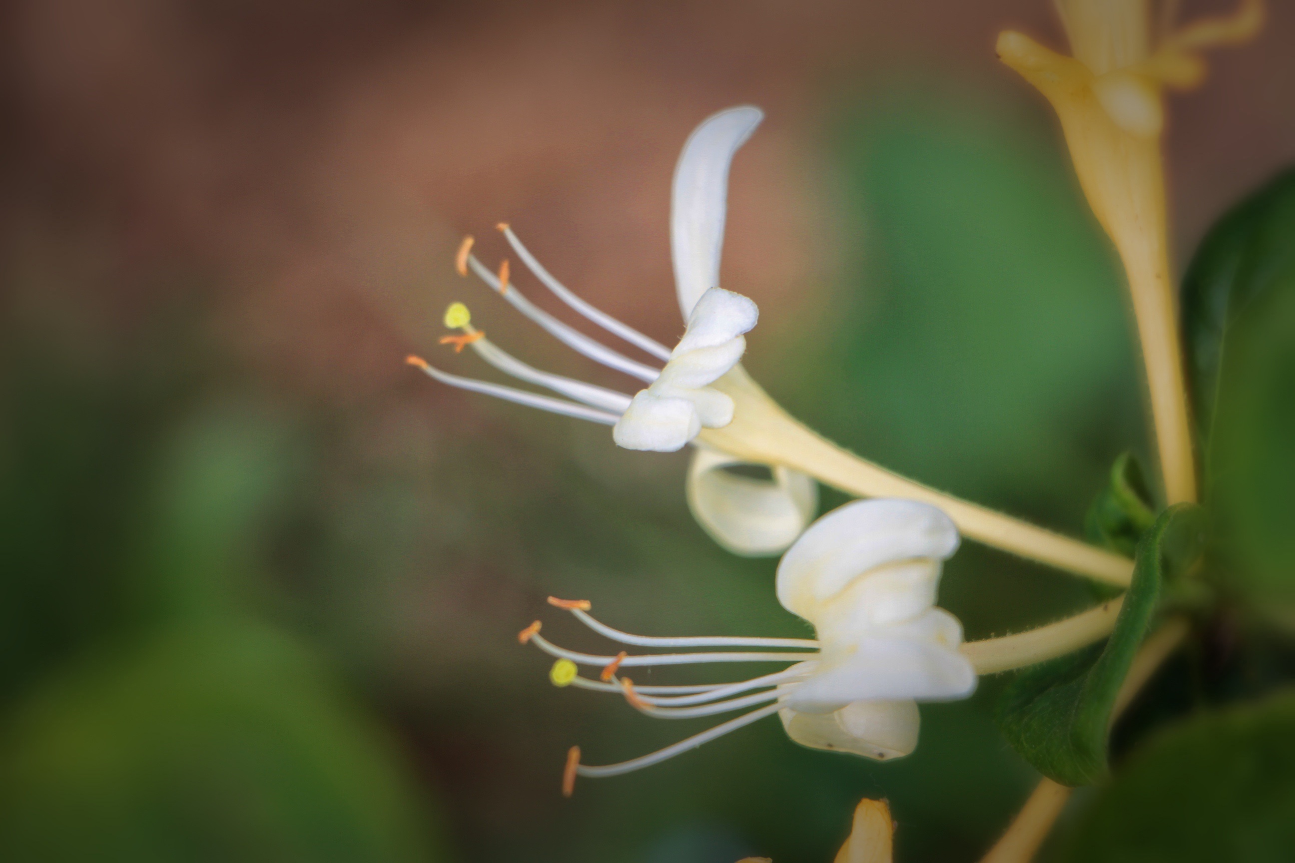 【首发】美丽绽放的金银花