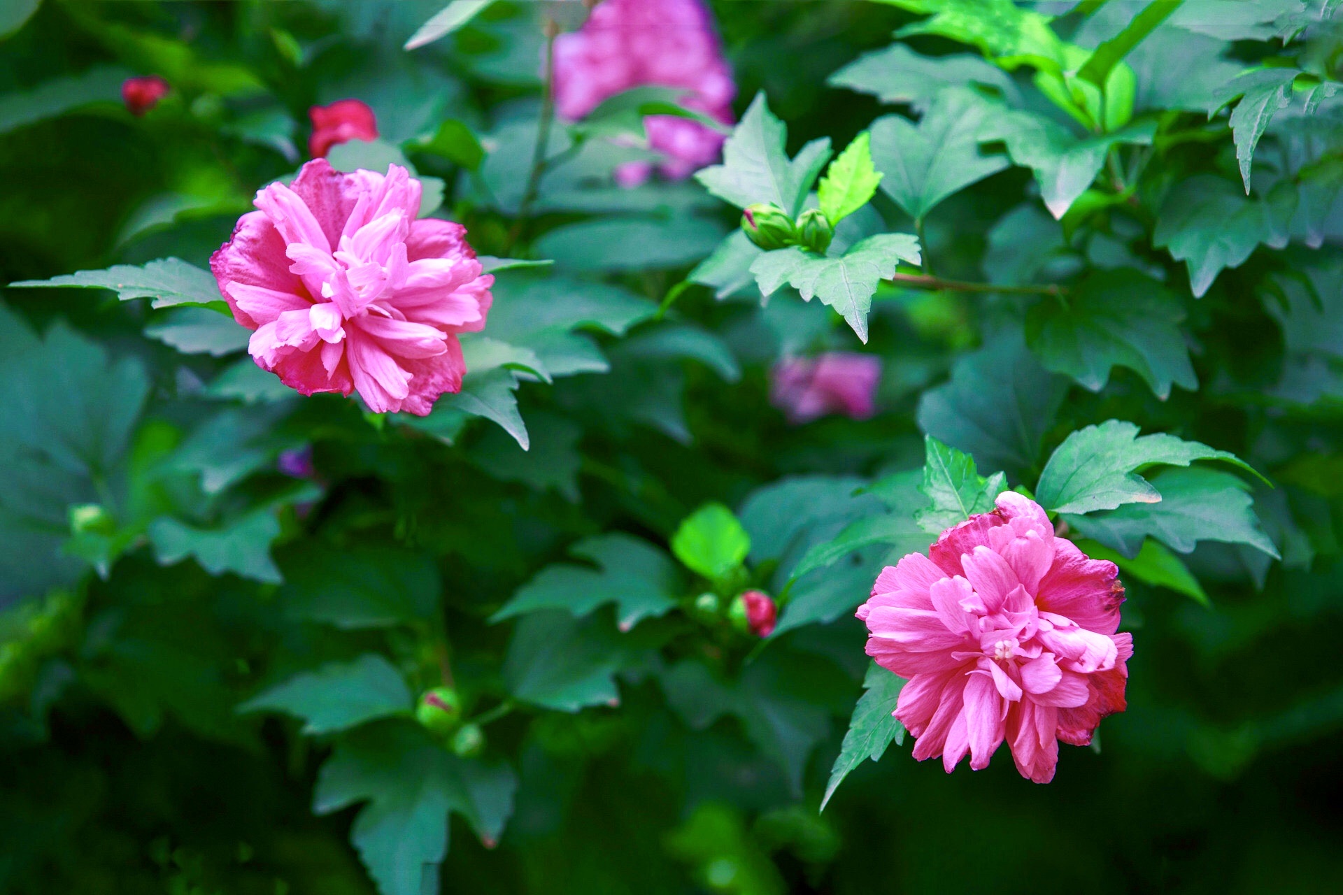 [首发] 牡丹木槿(二)