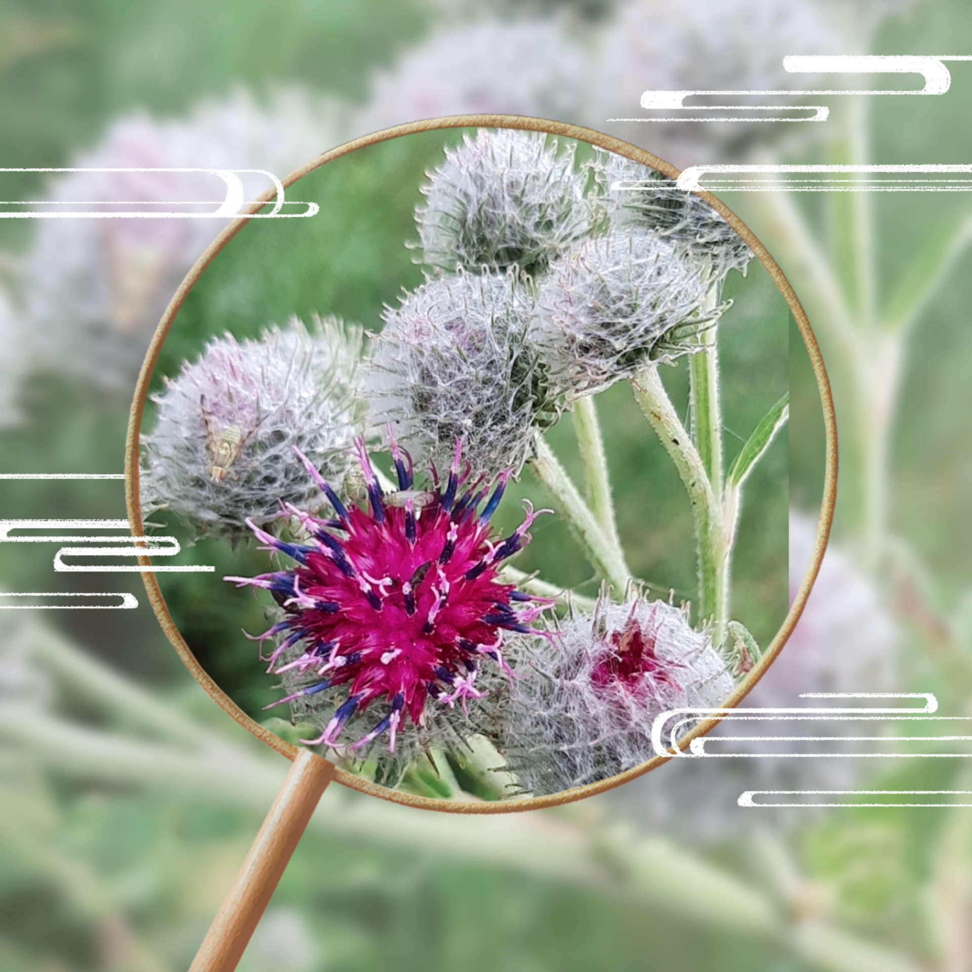 【首发】牛蒡花(二)