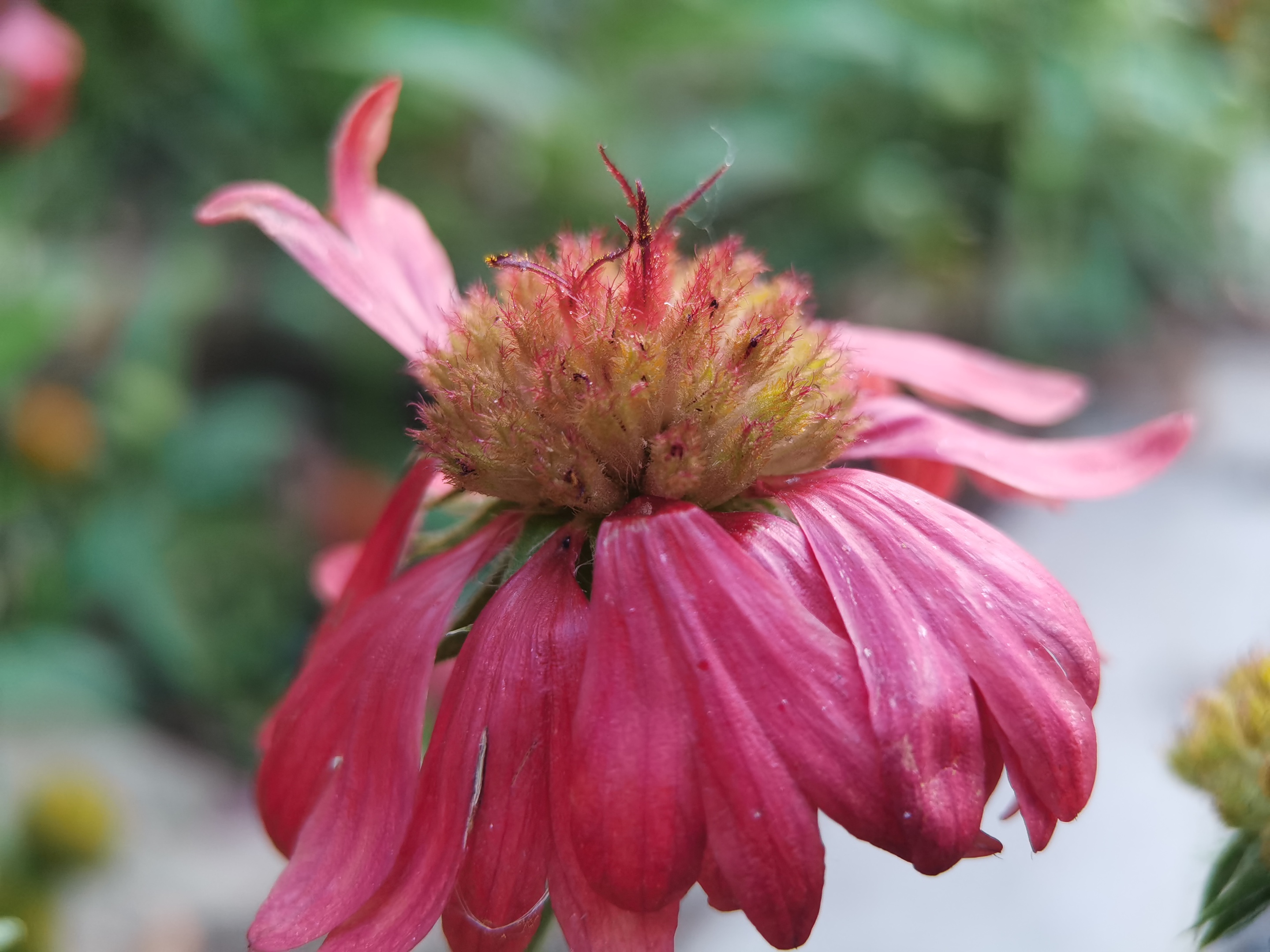 天人菊【首发】