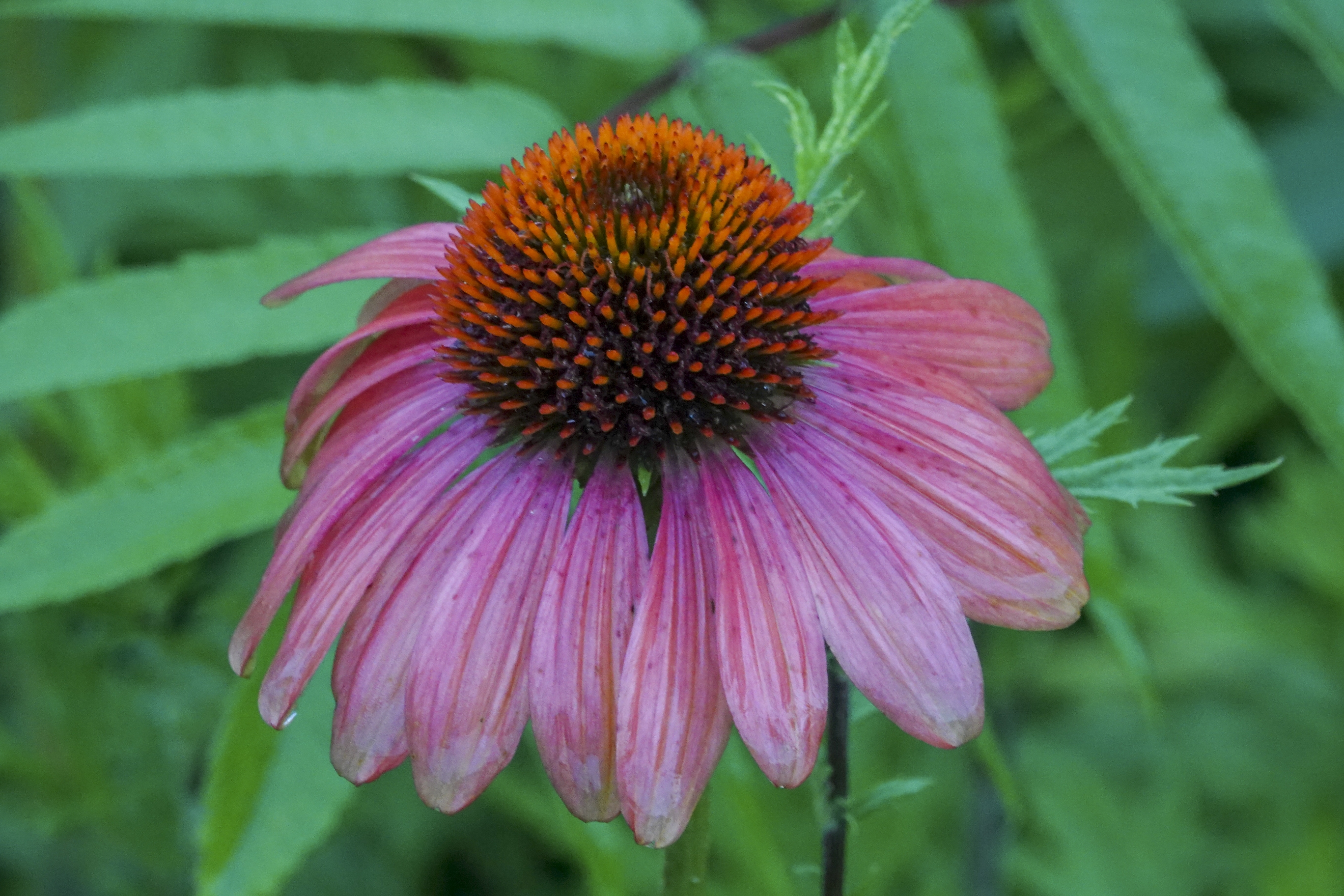 松果菊,是菊科松果菊属植物,多年生草本植物.