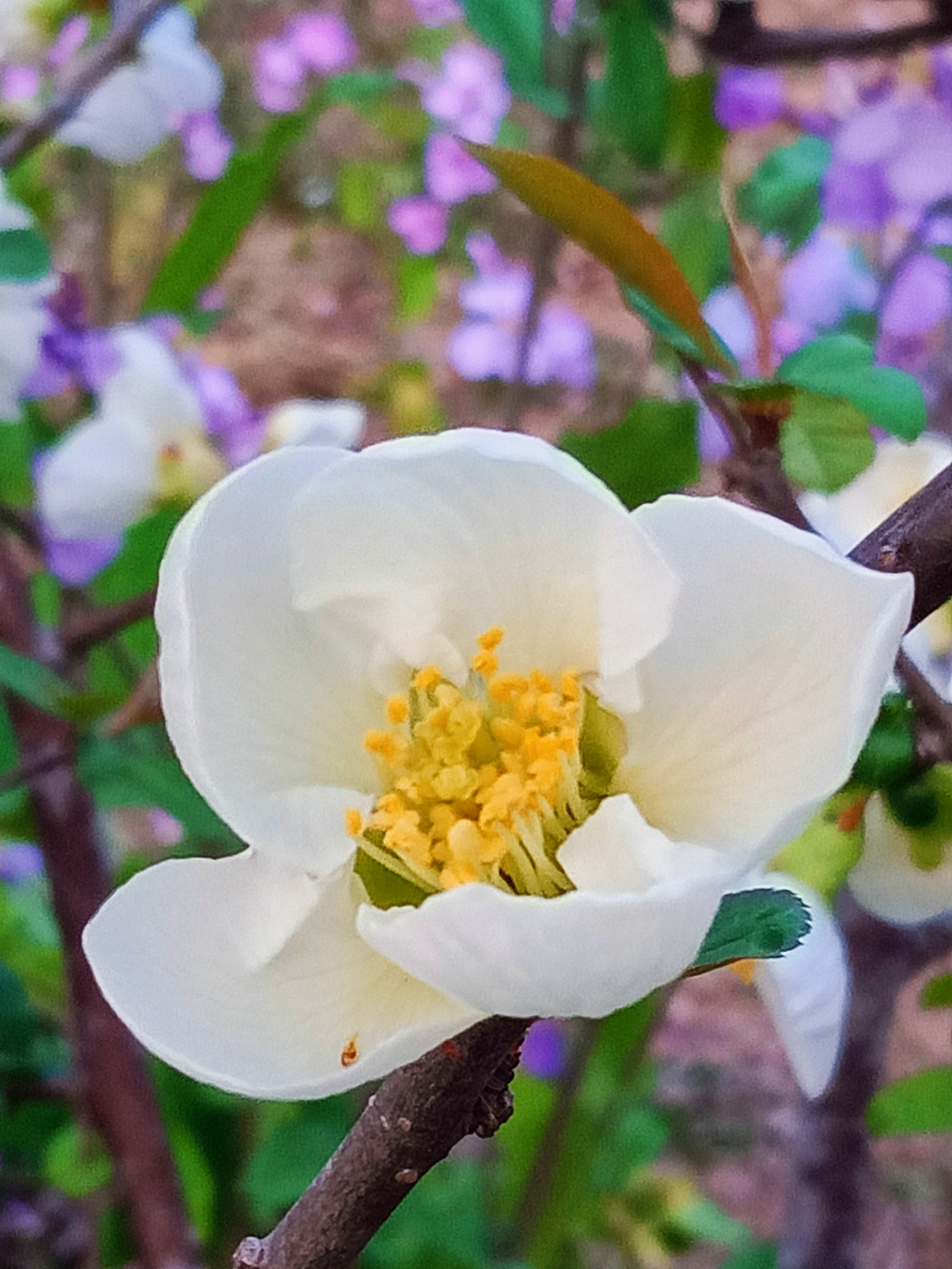 白色贴梗海棠【首发】