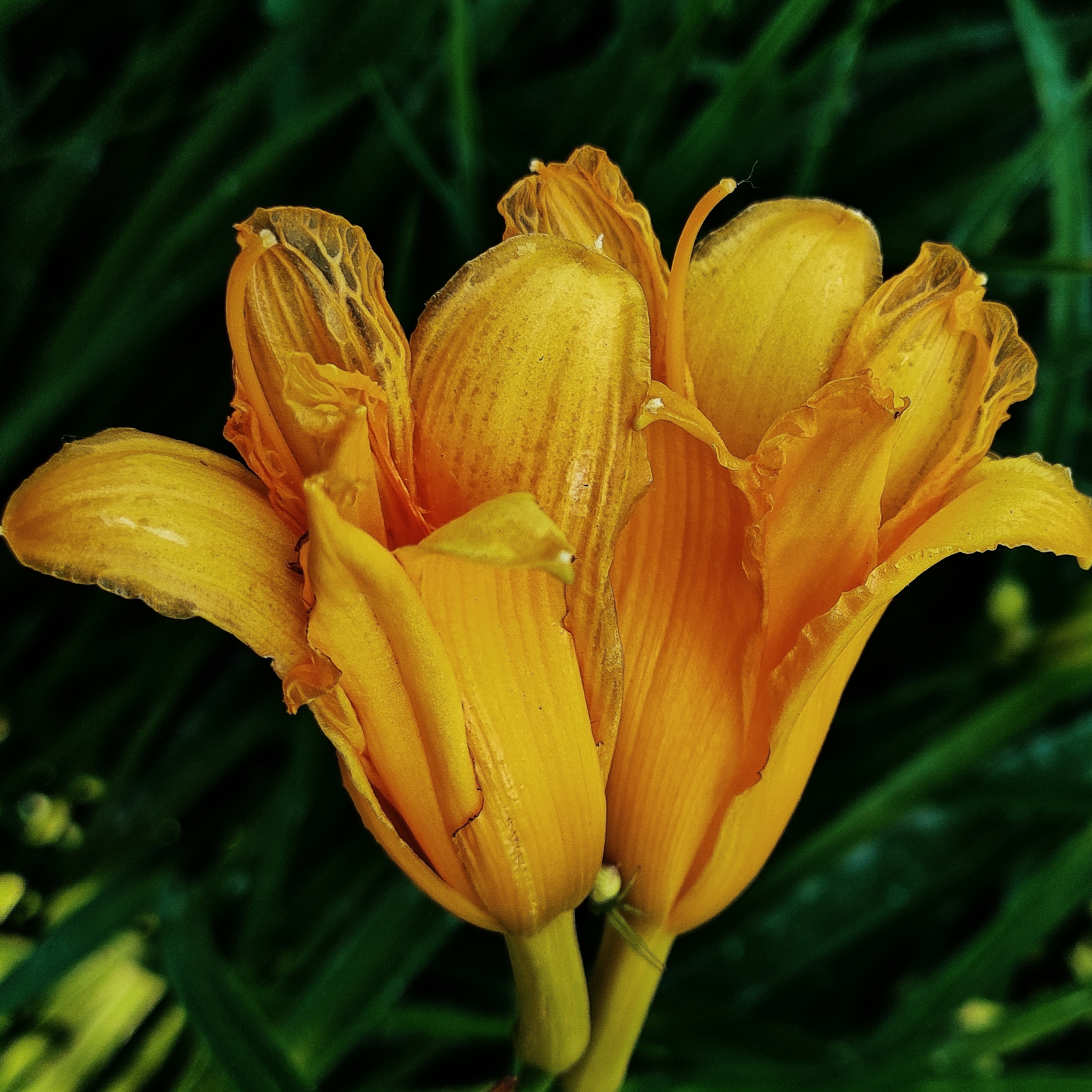 大花萱草【首发】