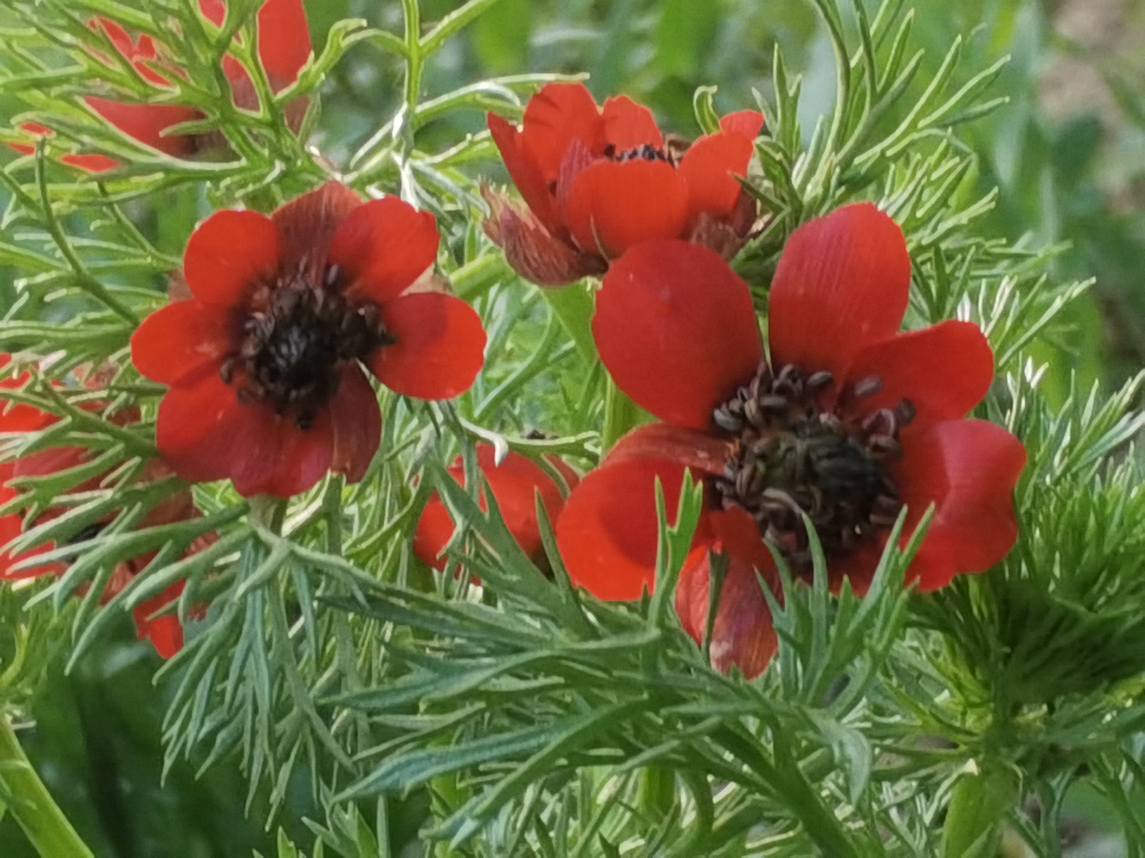 【首发】夏侧金盏花你们认识吗?可好看了