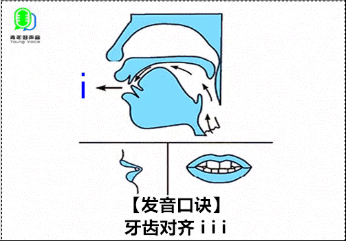 發音時,口腔開度較小,舌尖在下齒背 舌中部隆起 ,前舌面上升接近硬顎