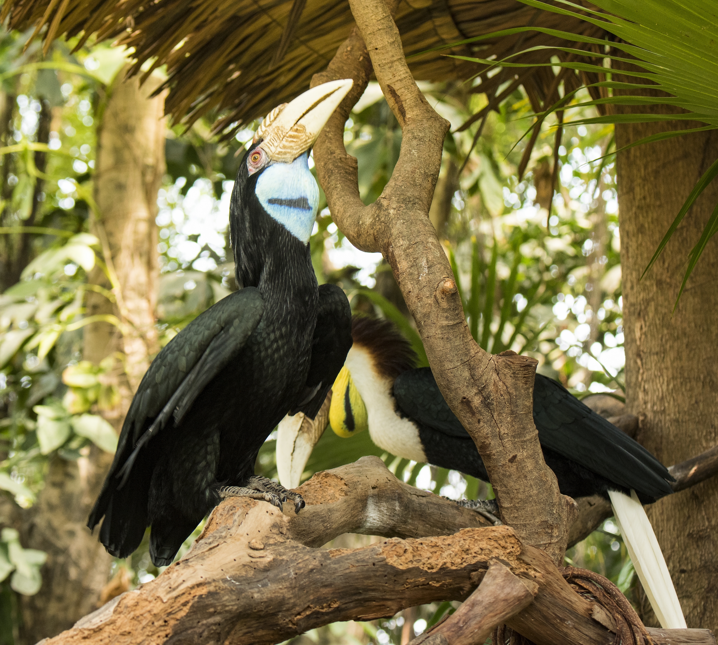 大嘴犀鸟的爱情故事首发