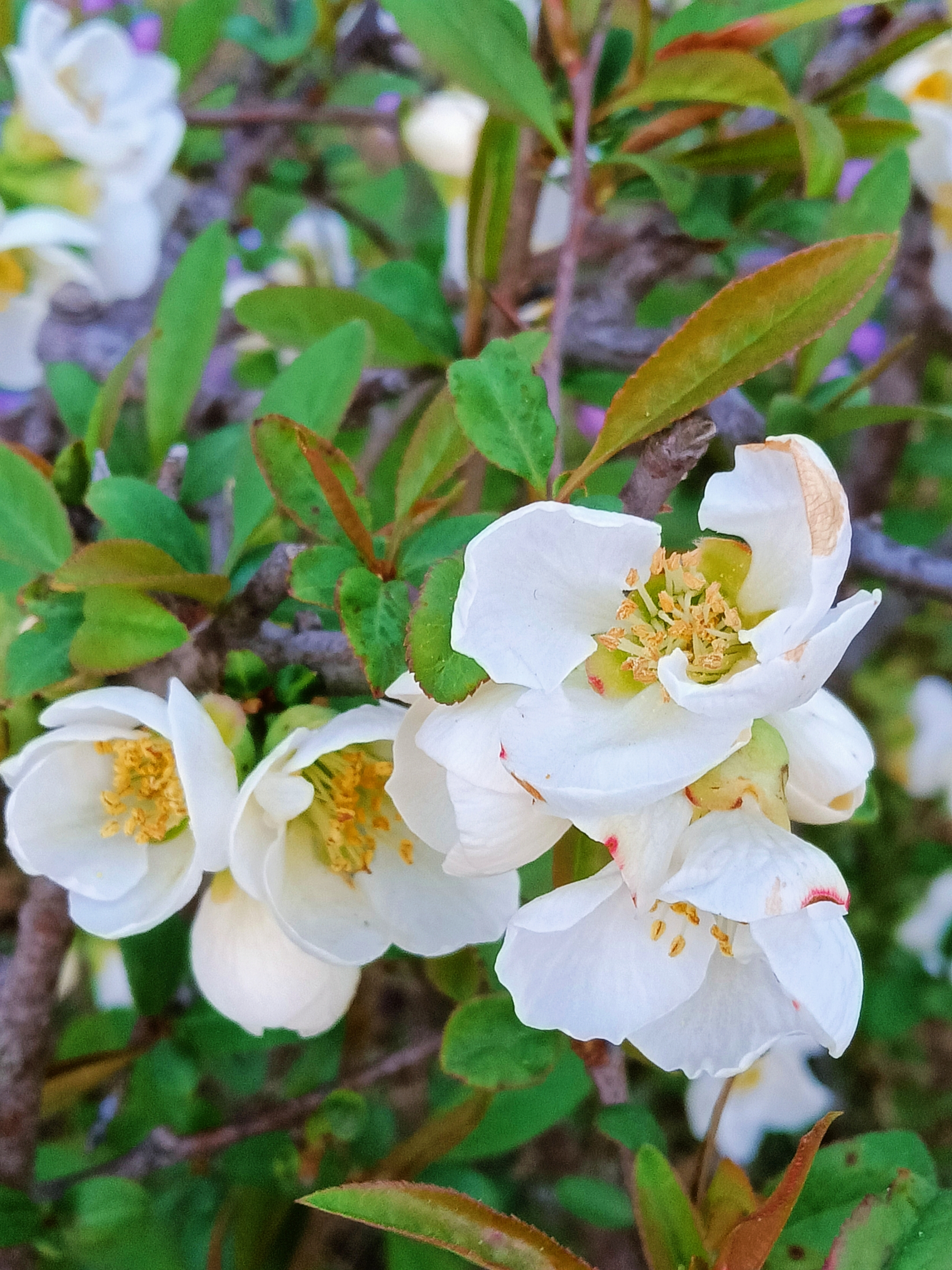 白色贴梗海棠【首发】