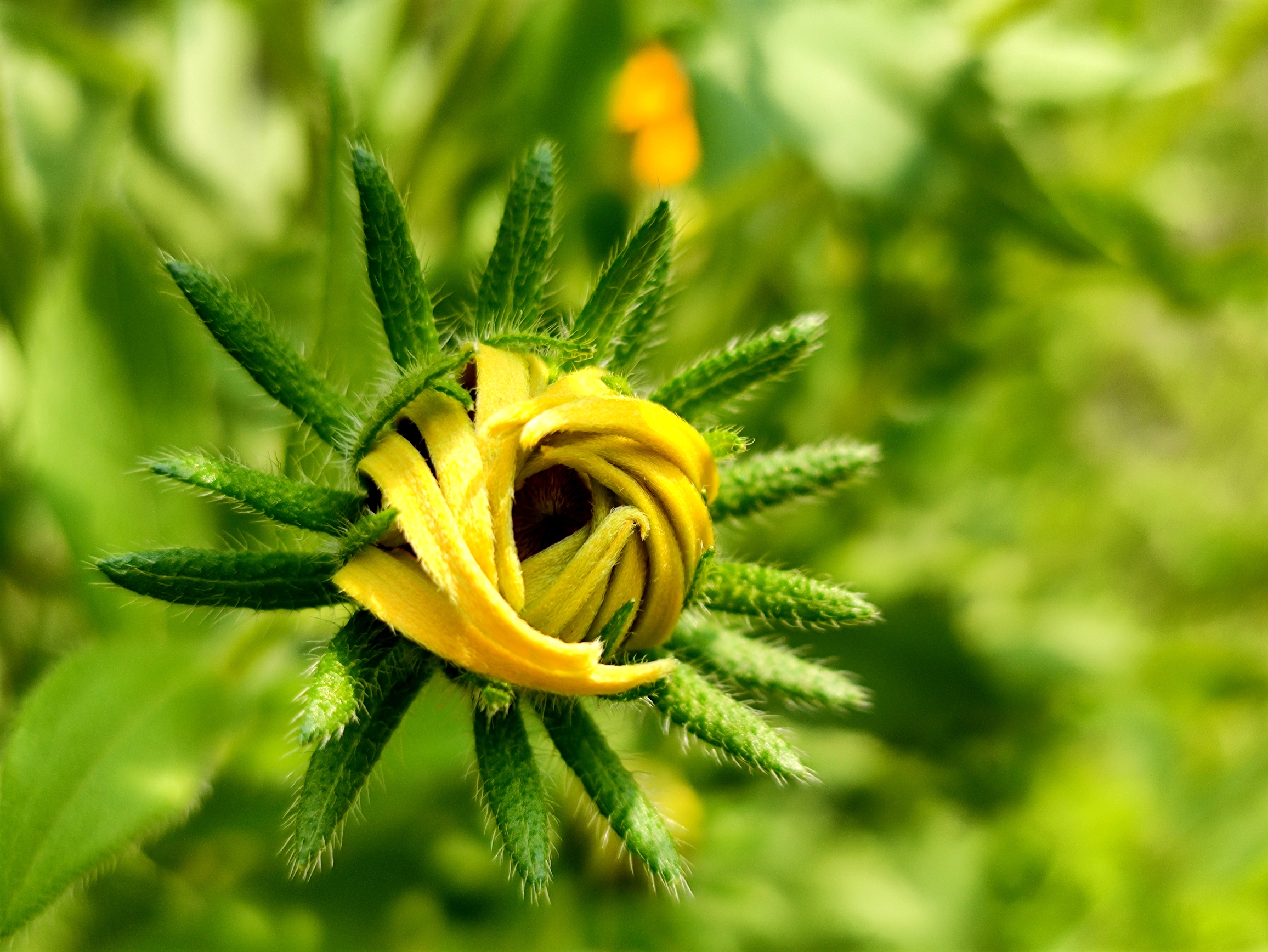 徽距金光菊花苞【vv首发】