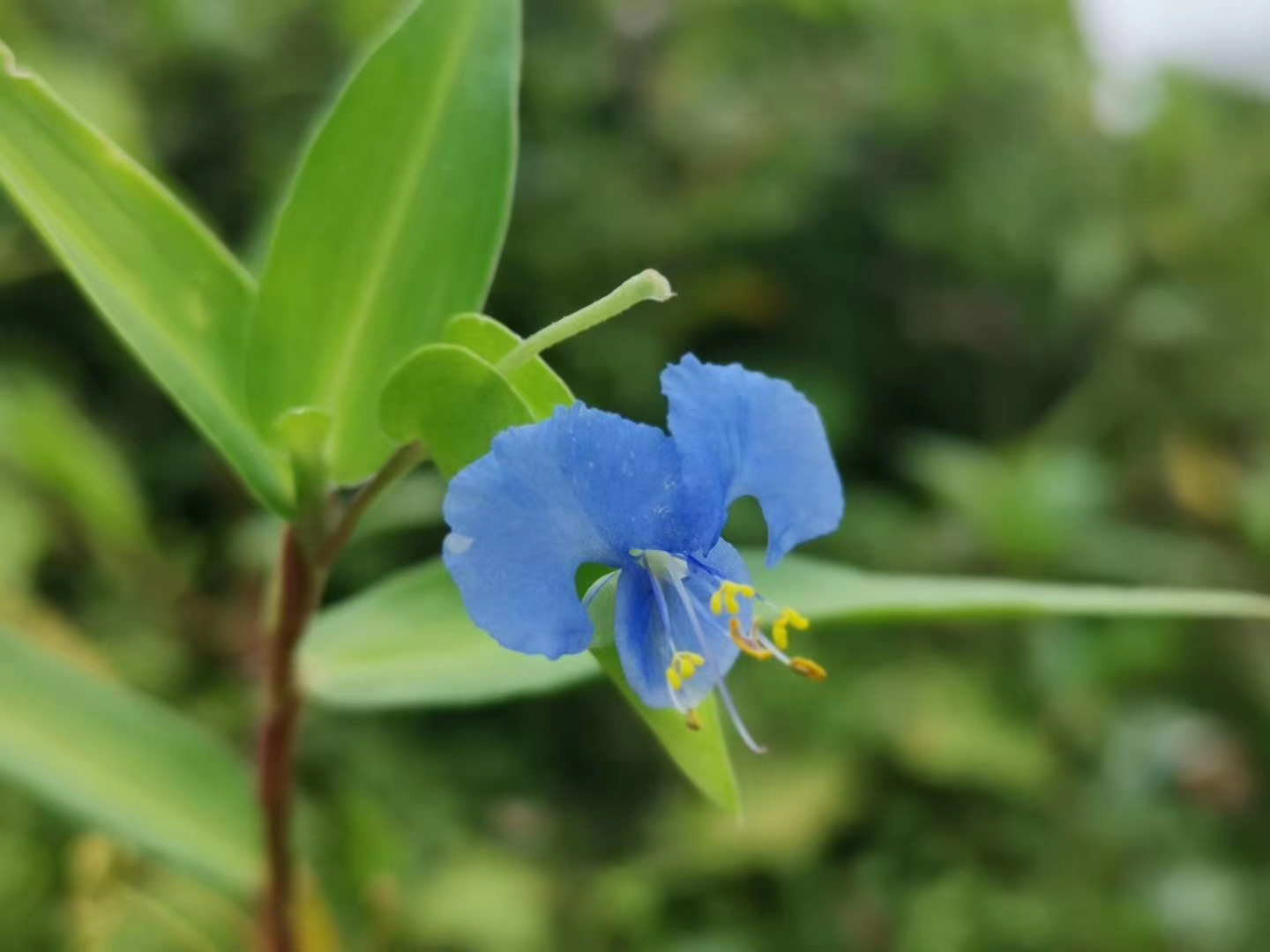 竹节菜上开出的小花翠蝴蝶,有人叫它竹叶兰