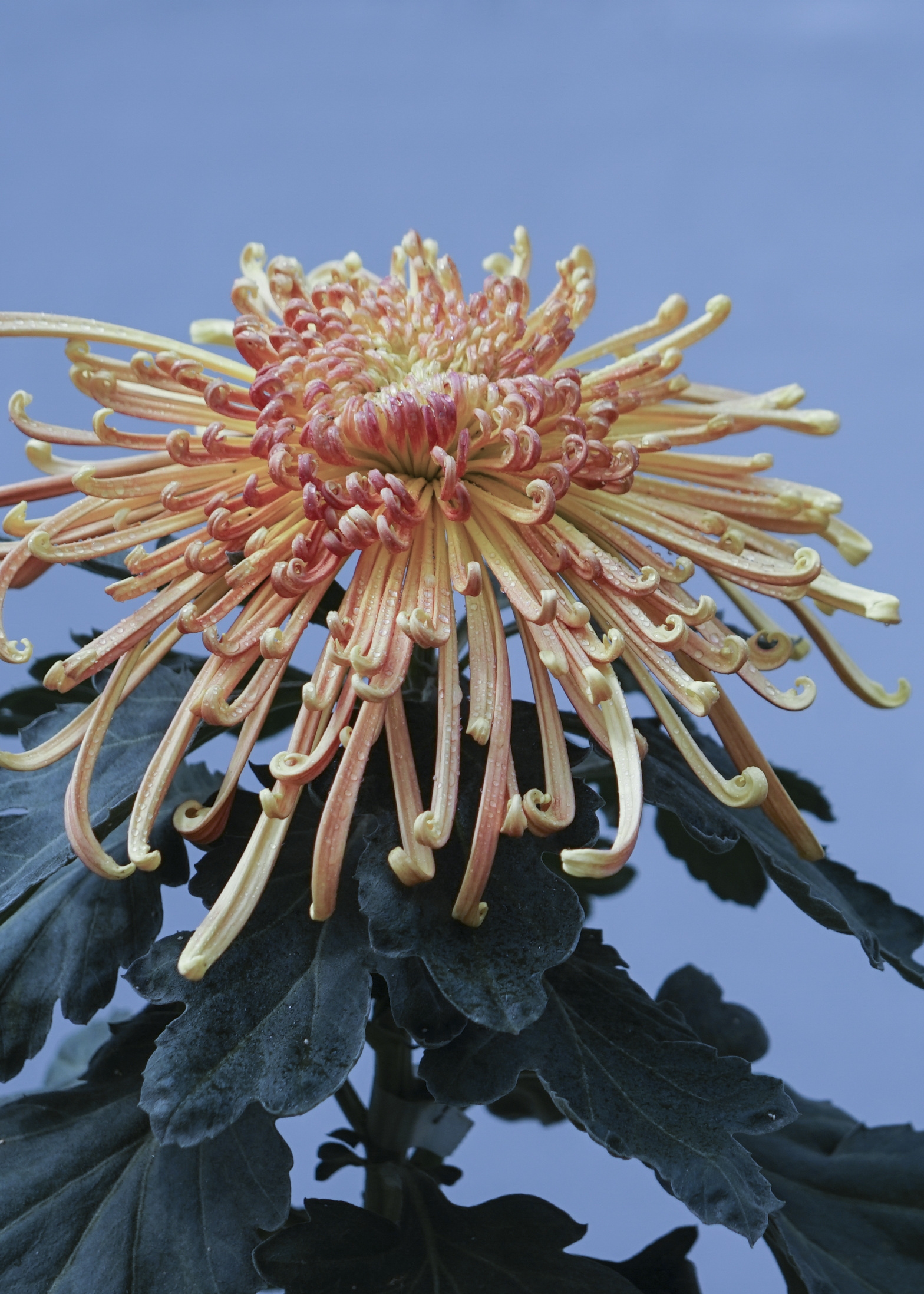 菊花