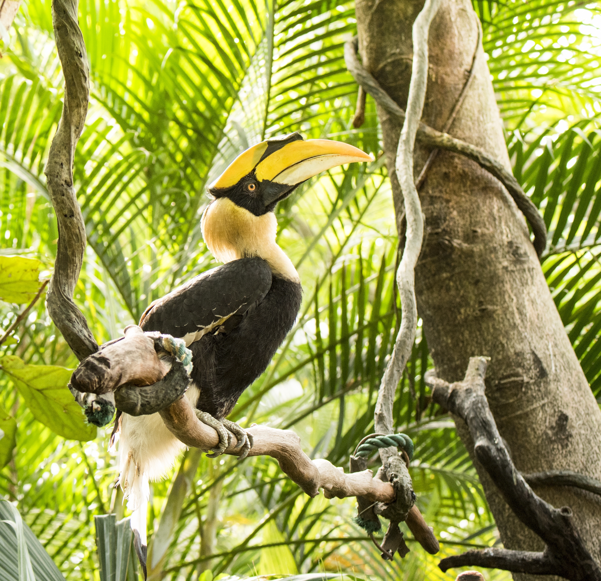 大嘴犀鸟的爱情故事首发