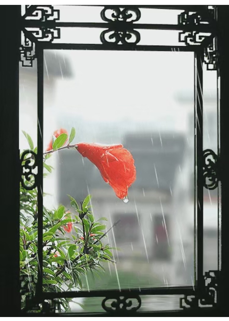 雨落缠绵 残荷倒影 此岸水湄 彼岸青黛 文/枯叶秋蝉