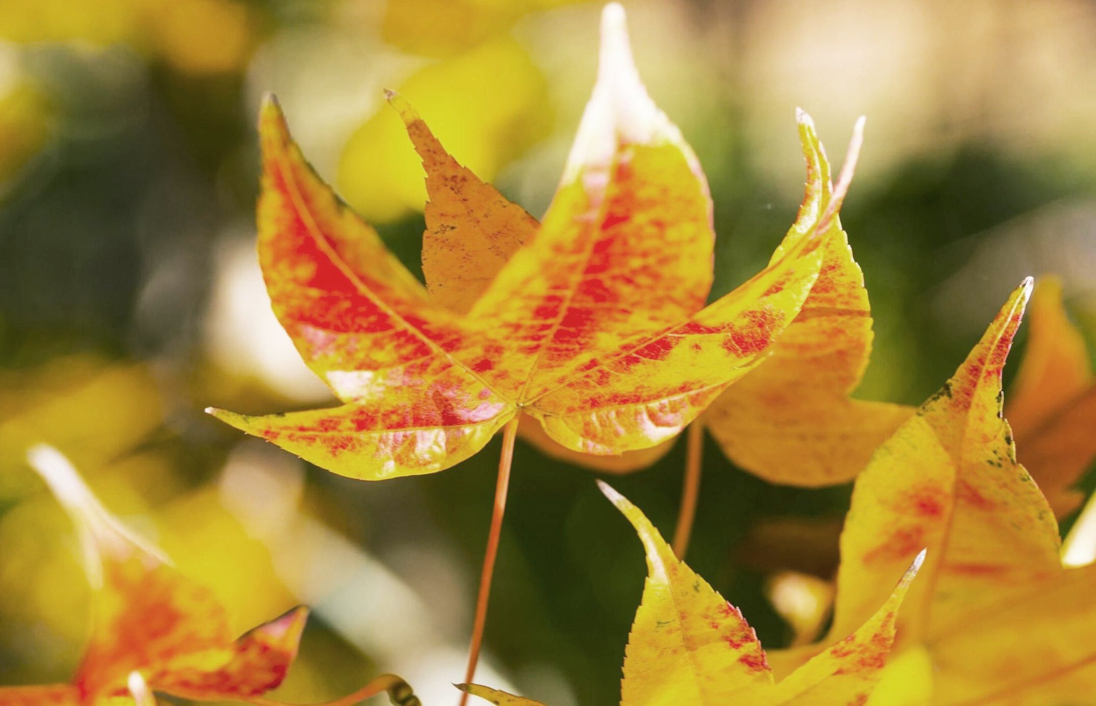 【首发】清秋静美枫叶黄