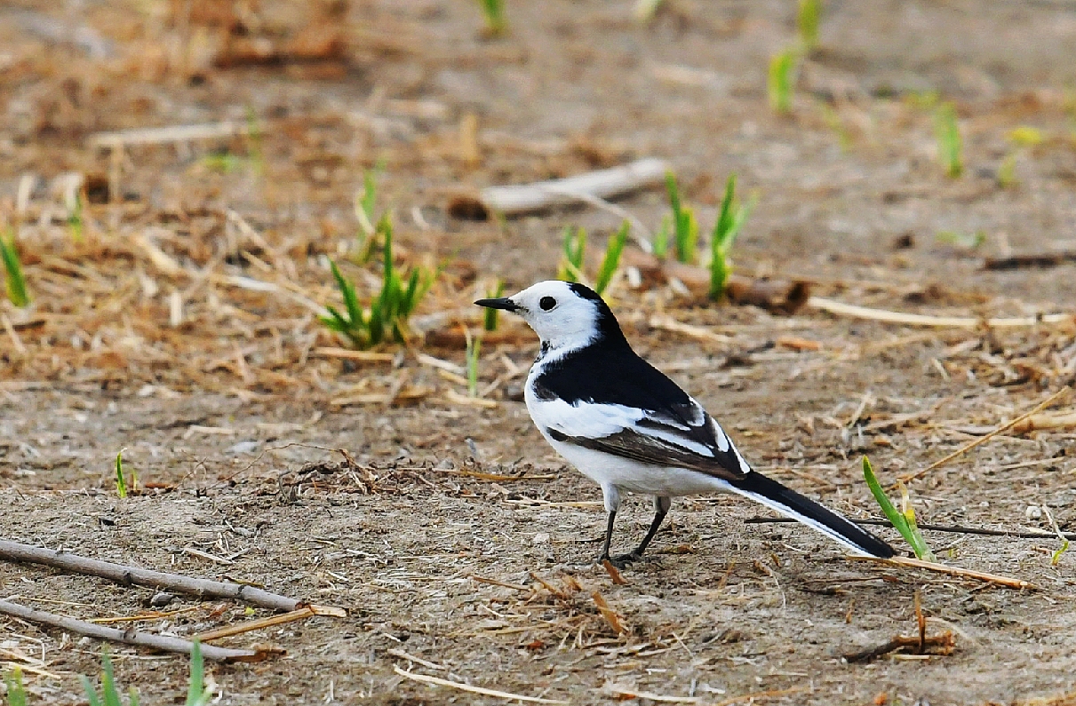逆光的白脊鸰首发原创