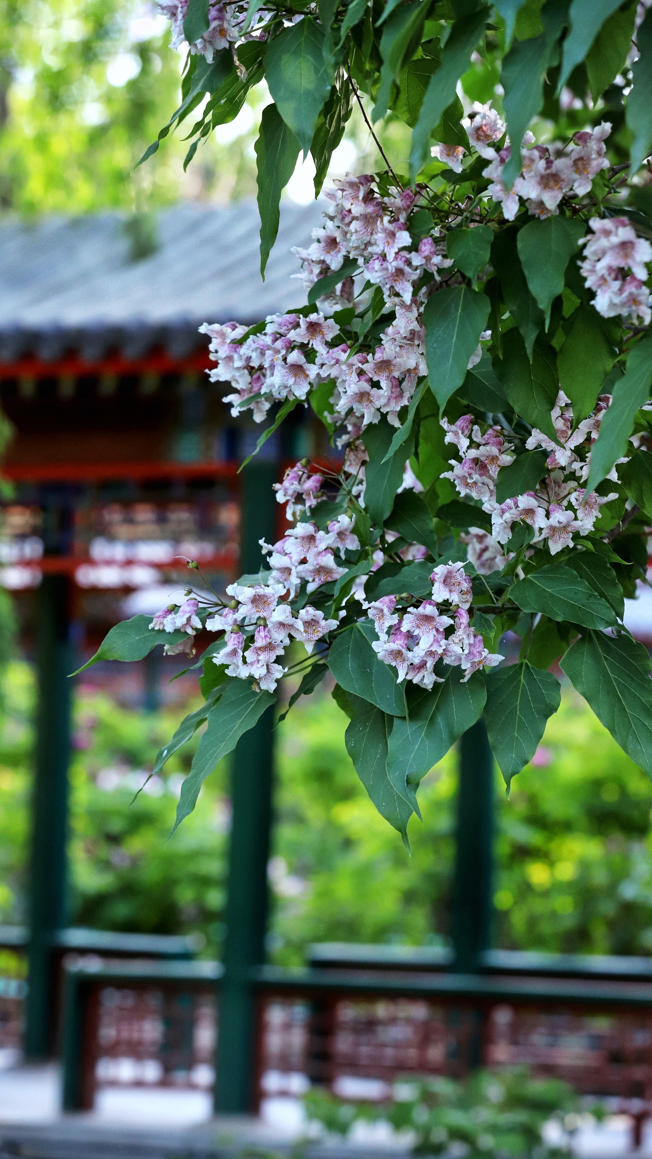 楸子树花图片