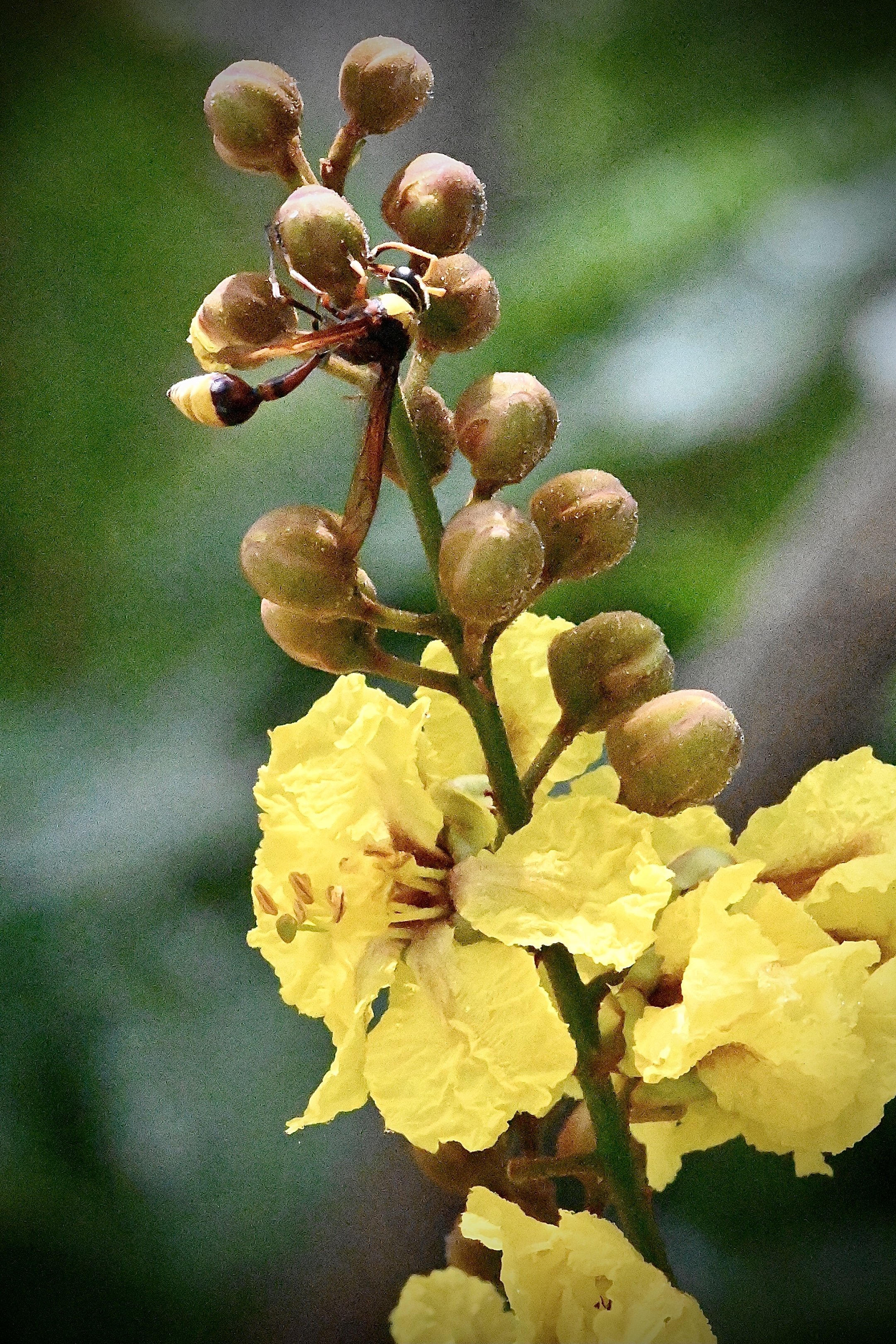陶艺大师泥壶蜂与稀有黄紫薇〔首发