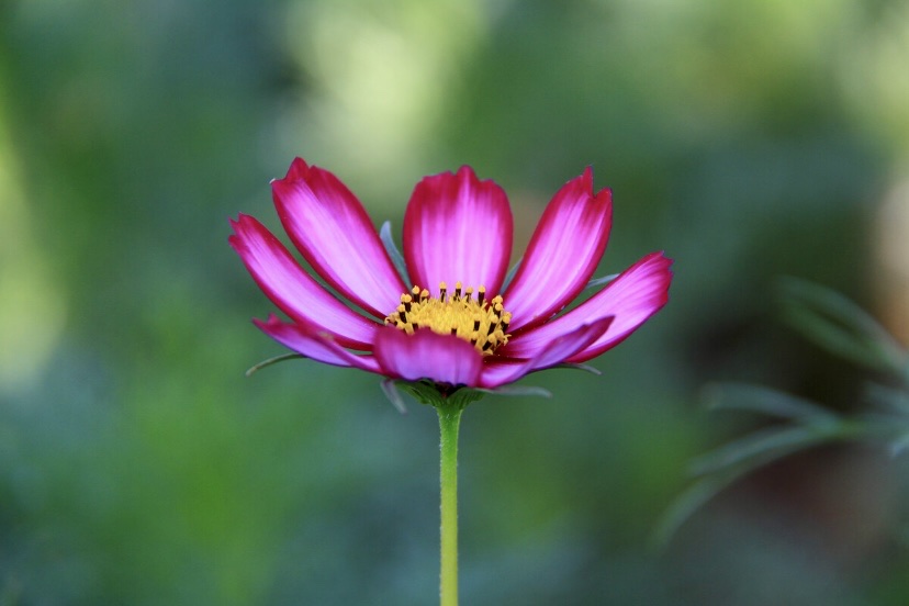 【首发】秋英花开(三)