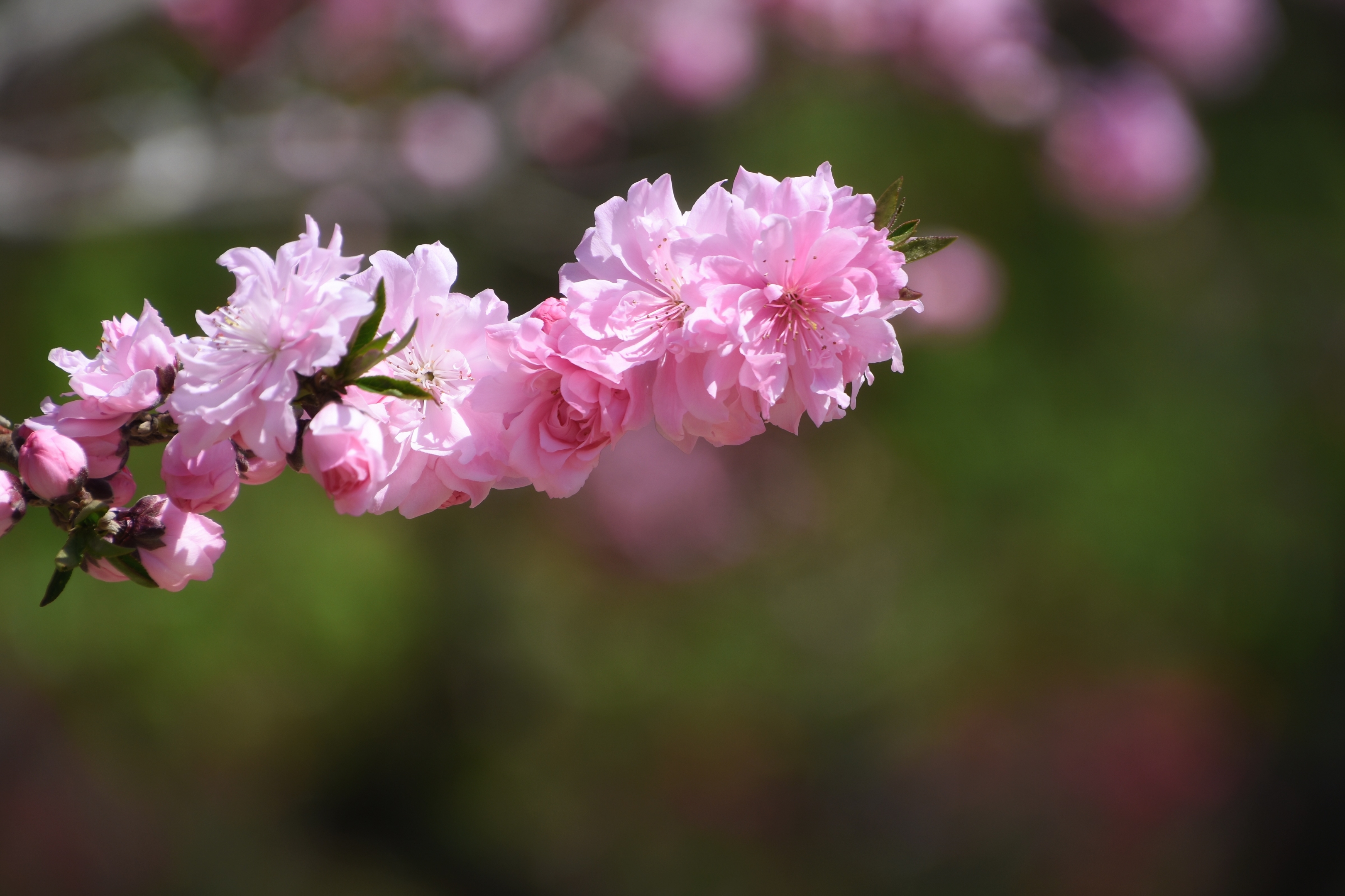 春光里,那些明媚的花儿