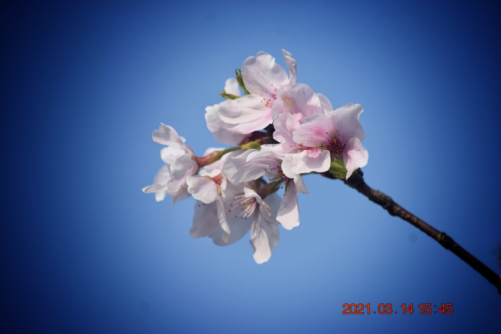 风吹樱花舞 踏实走沧桑 (首发)