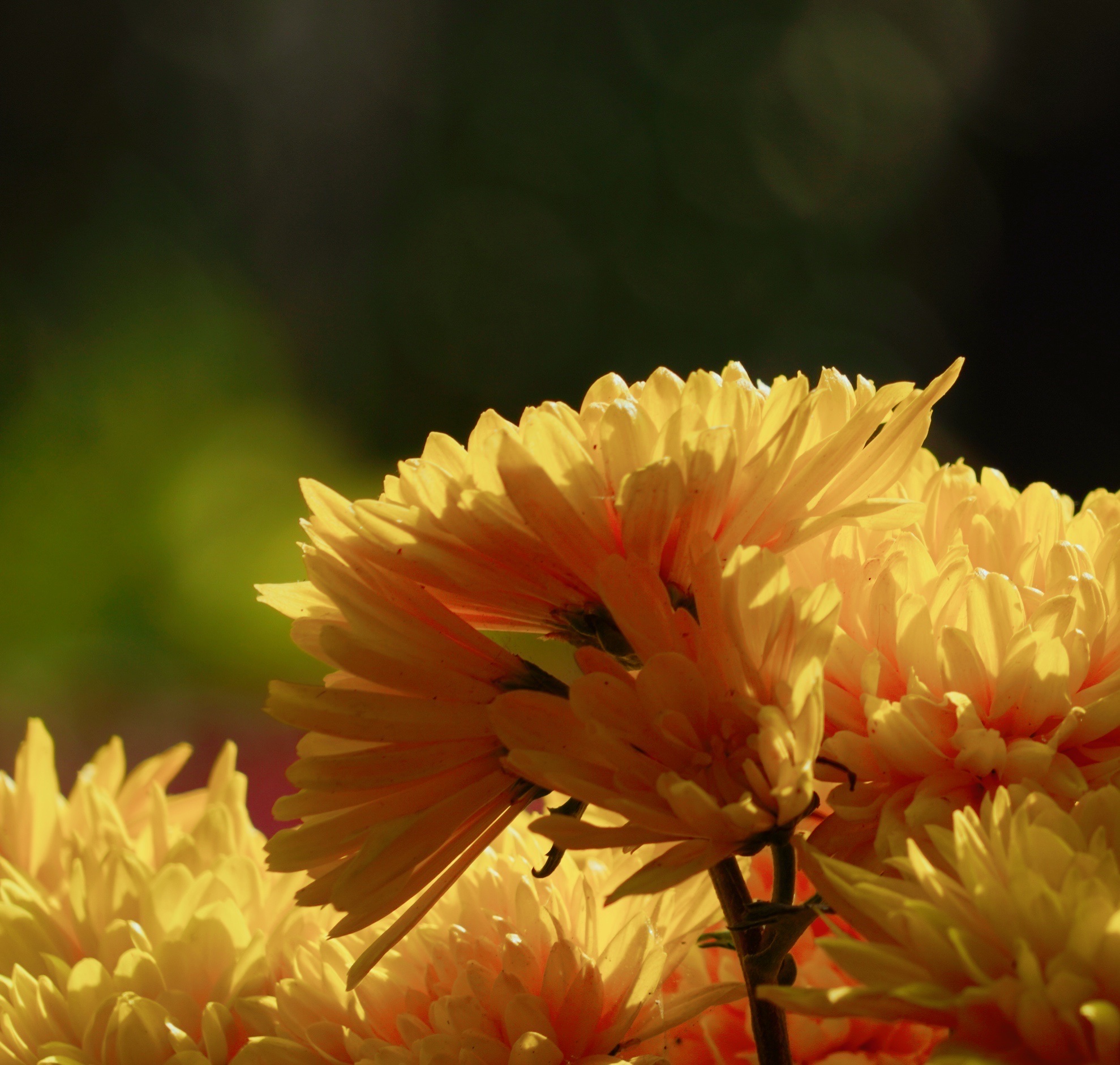 【原创首发】黄菊花