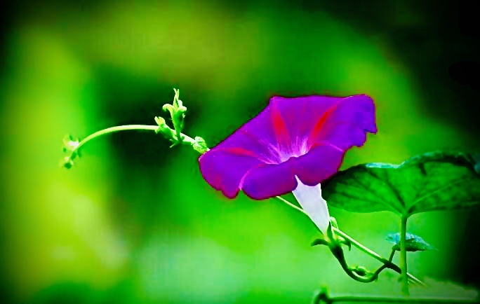 命如草芥的风华(原创)