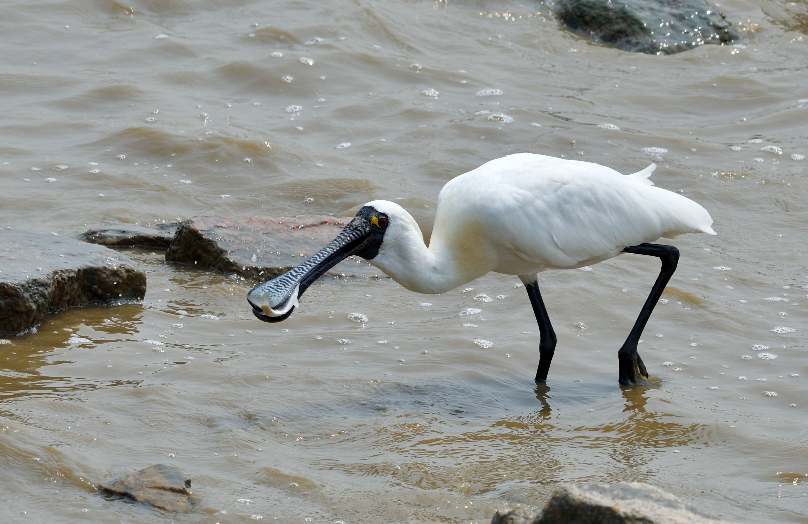 〈首发〉深圳湾黑面琵鹭记录⑥
