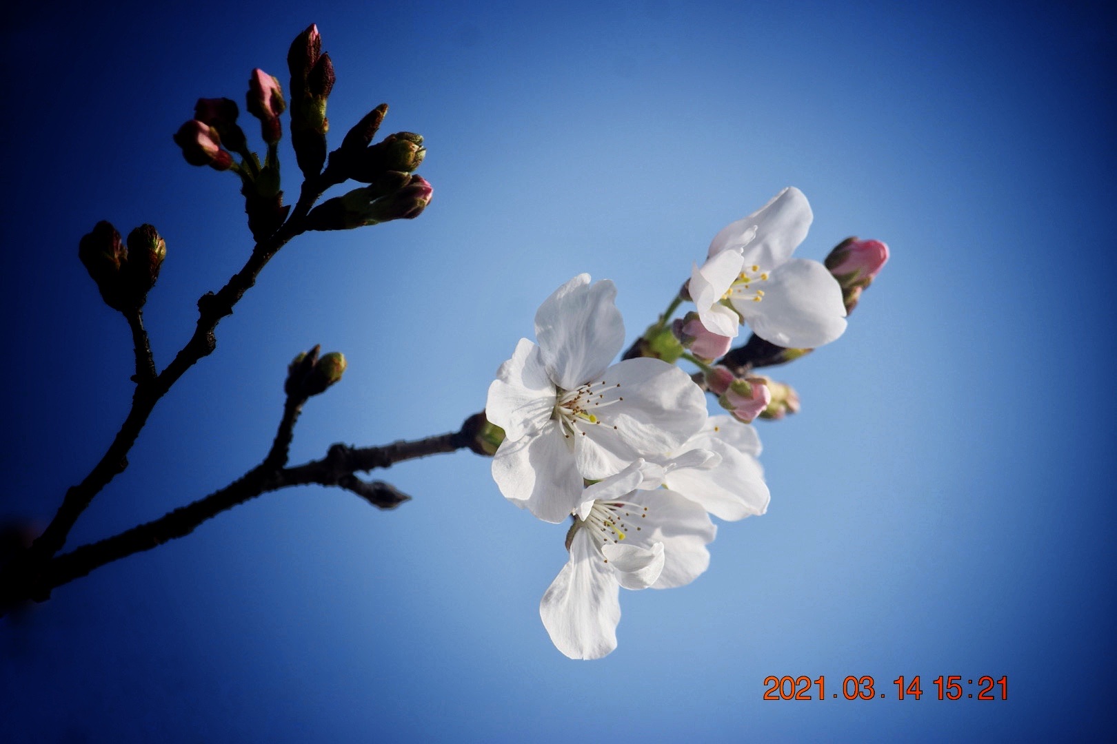 风吹樱花舞 踏实走沧桑 (首发)