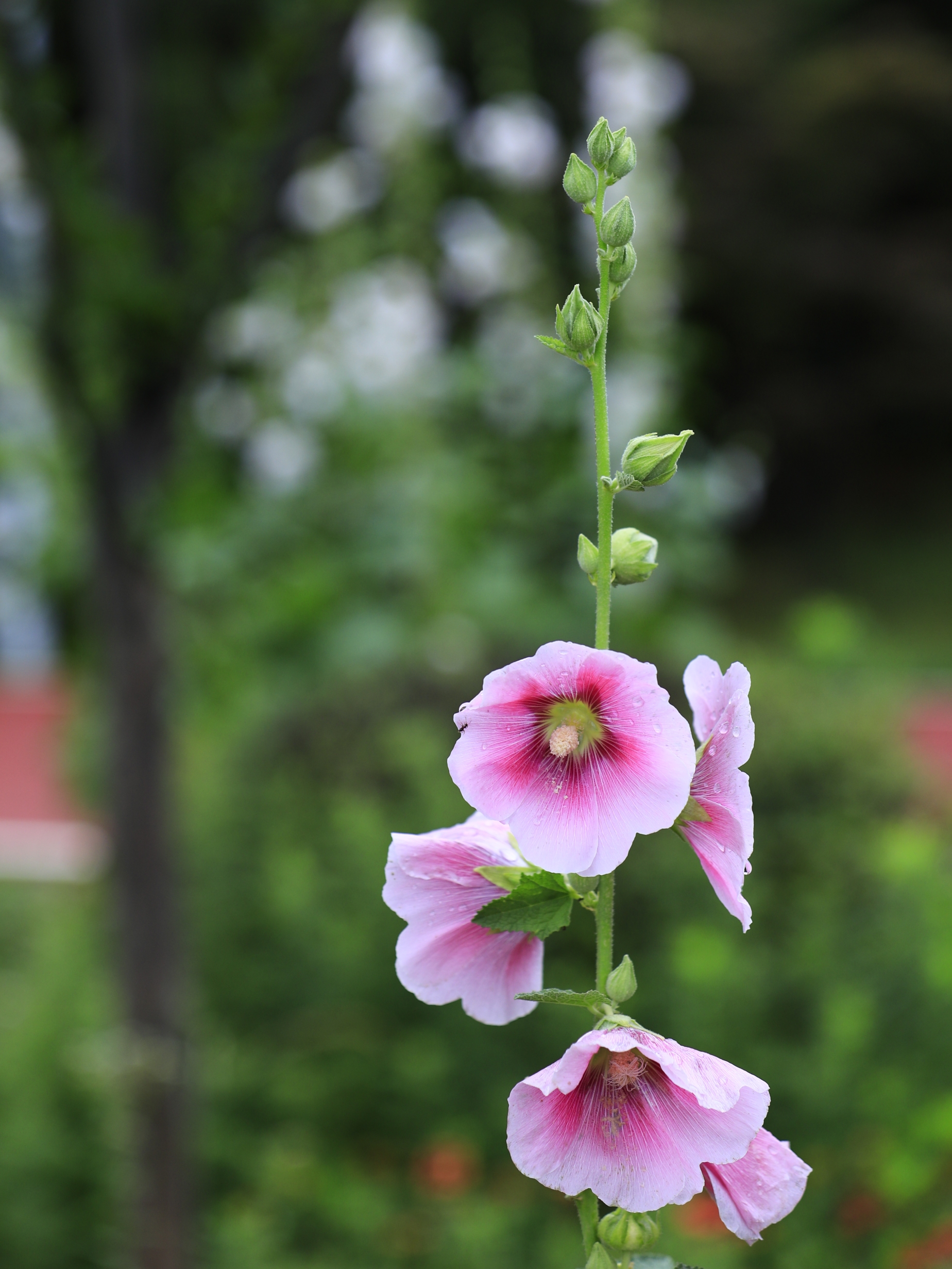 (首发)雨中蜀葵花
